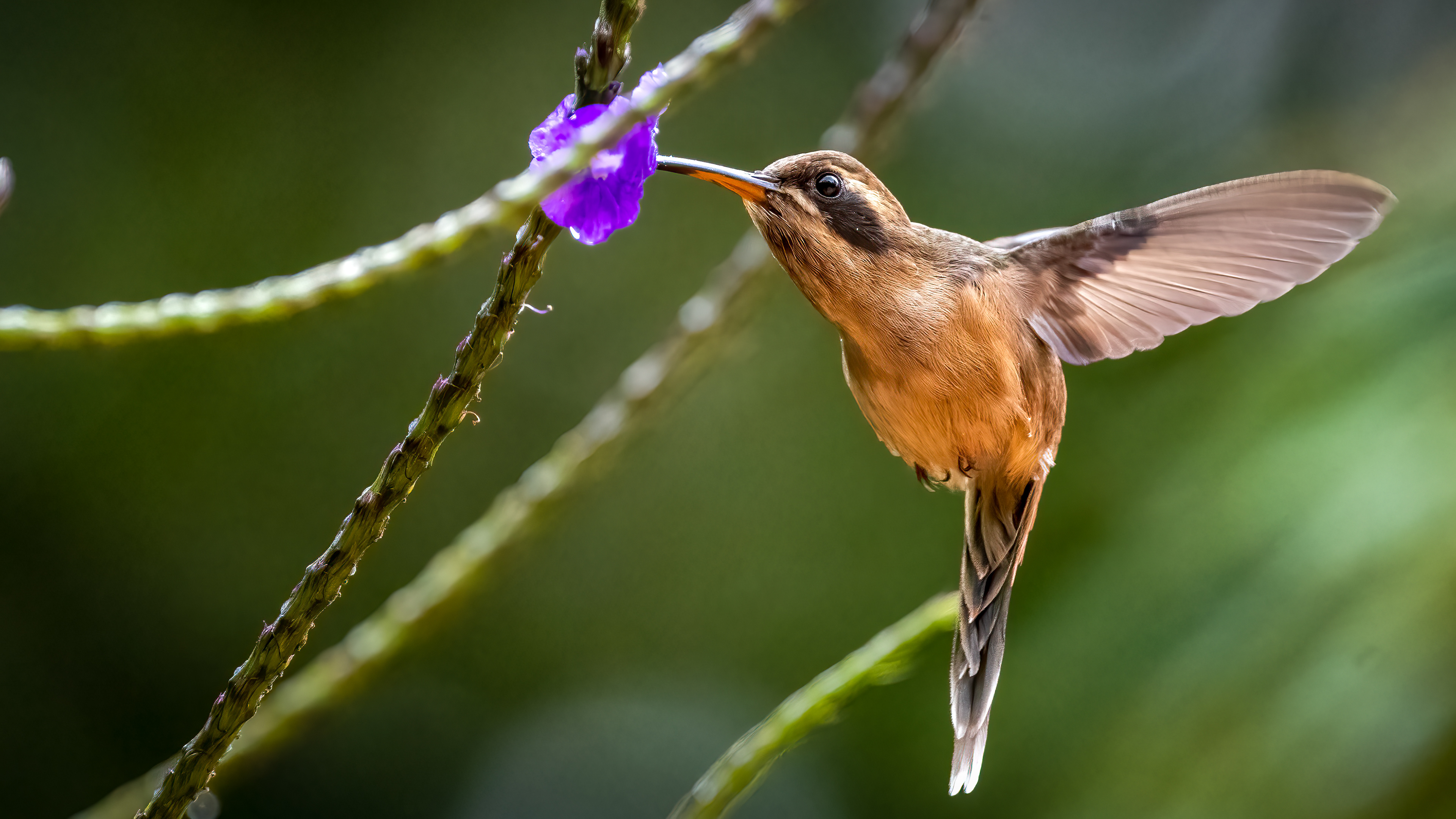 Striped Throat Hermit