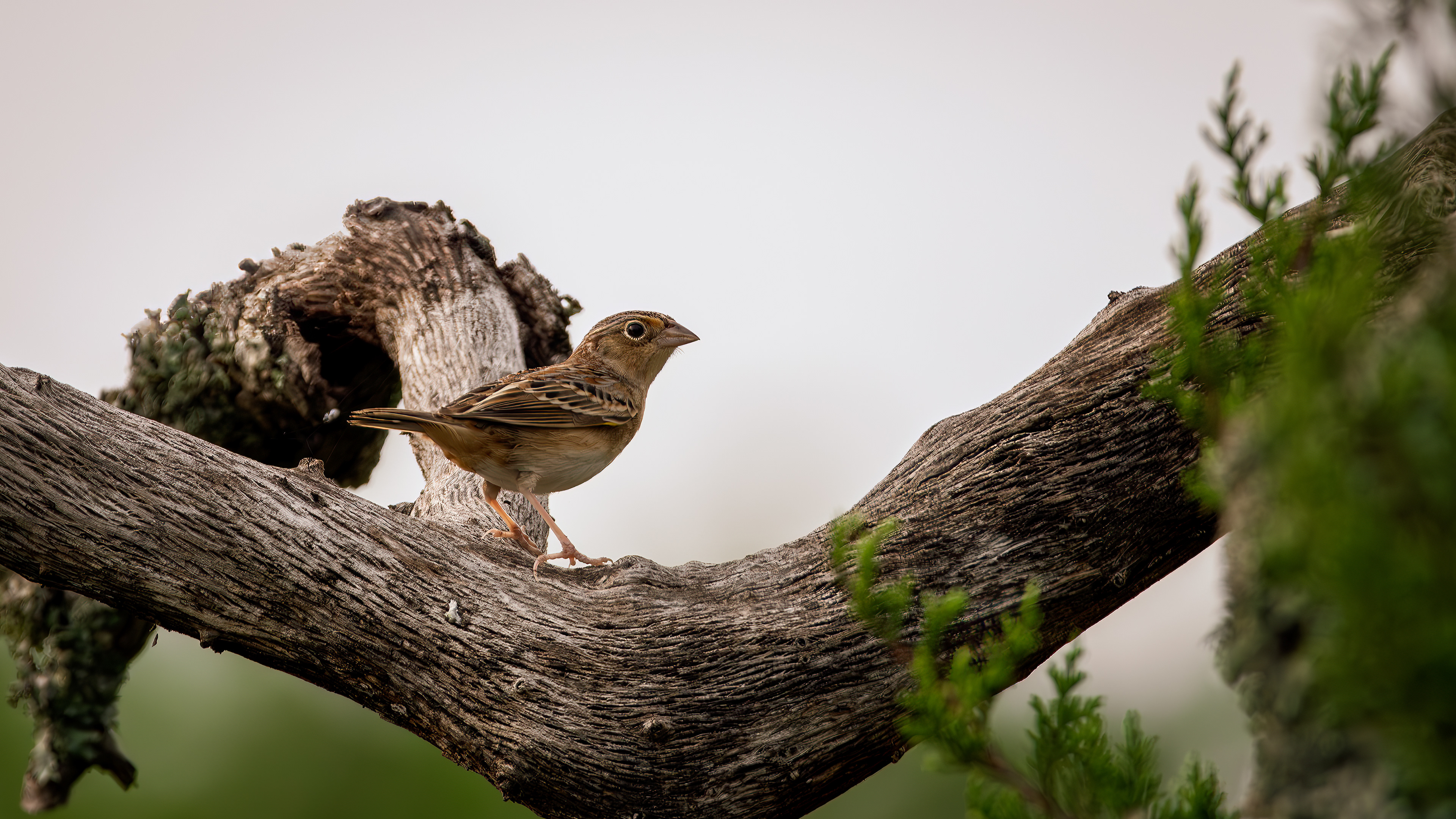 Grasshopper Sparrow