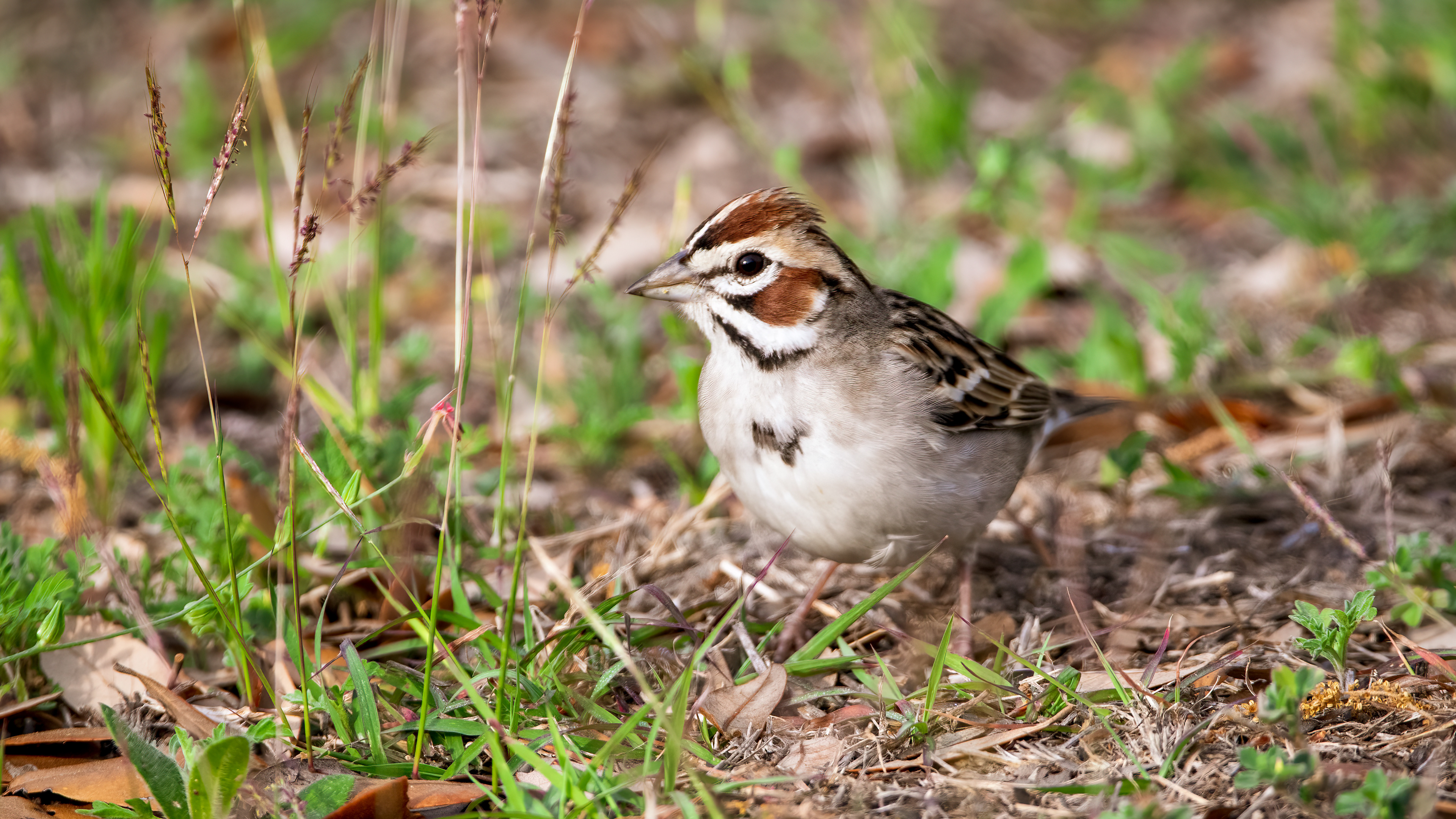 Lark Sparrow