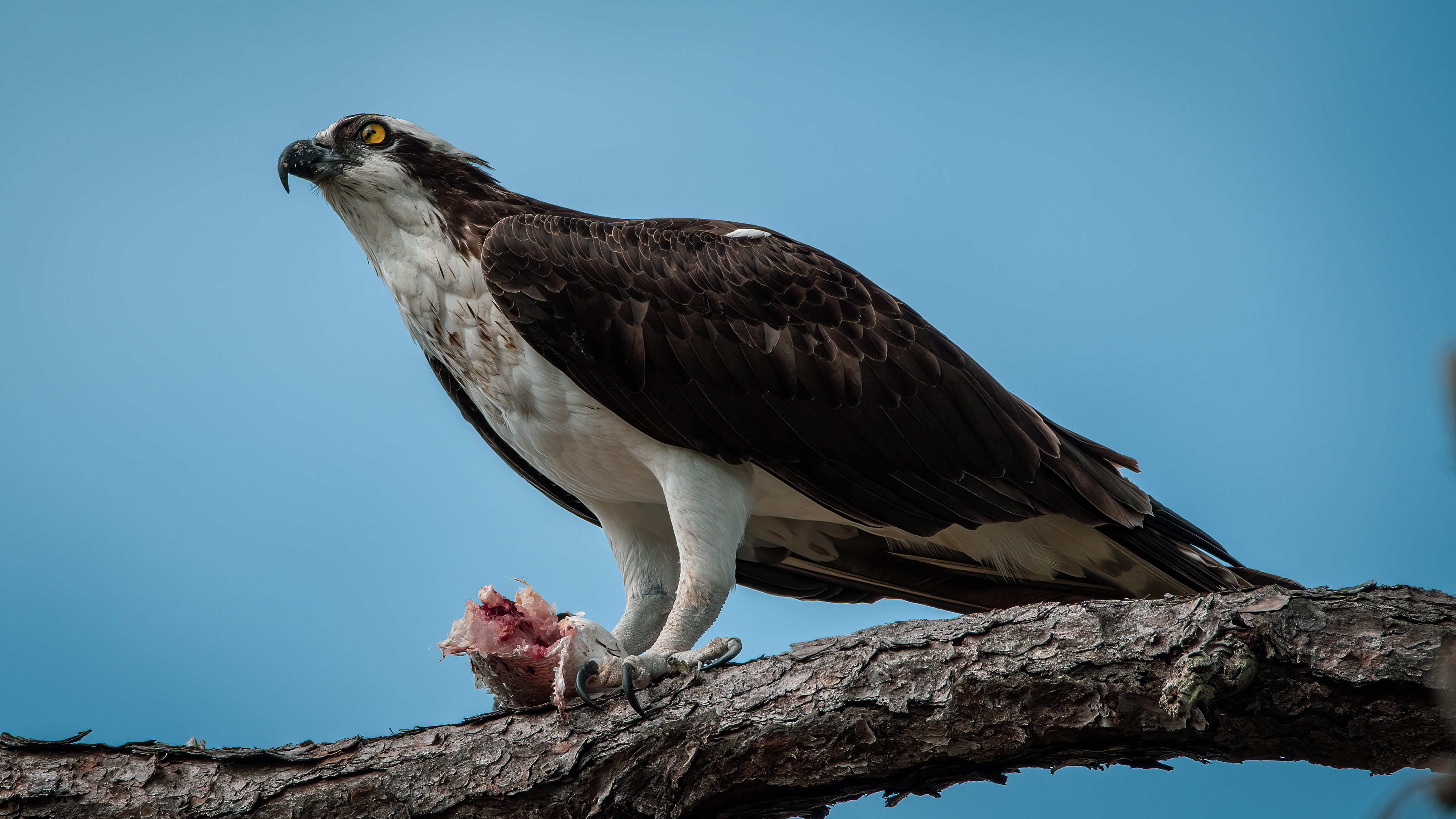 Osprey