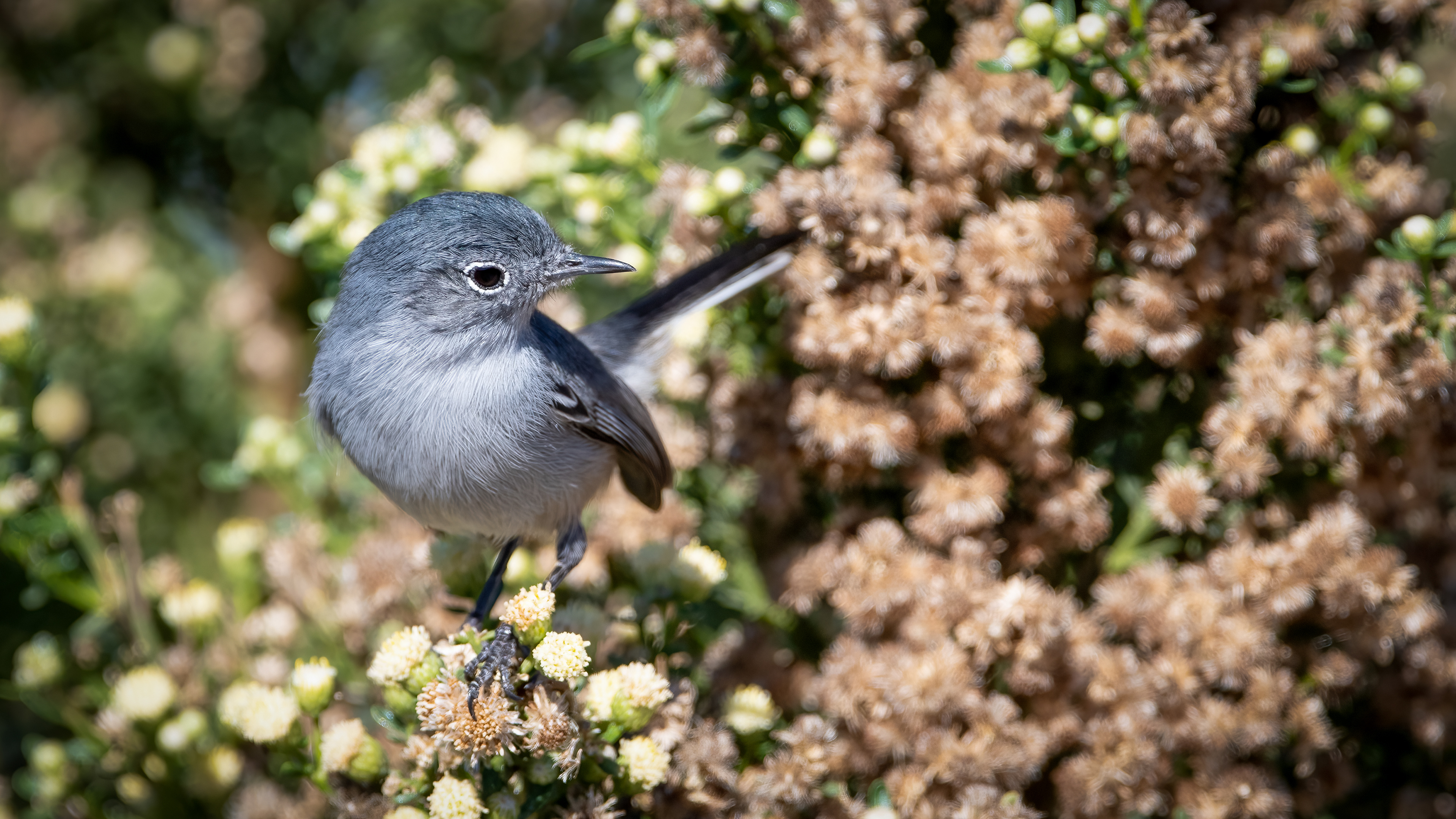 California Gnatcatcher