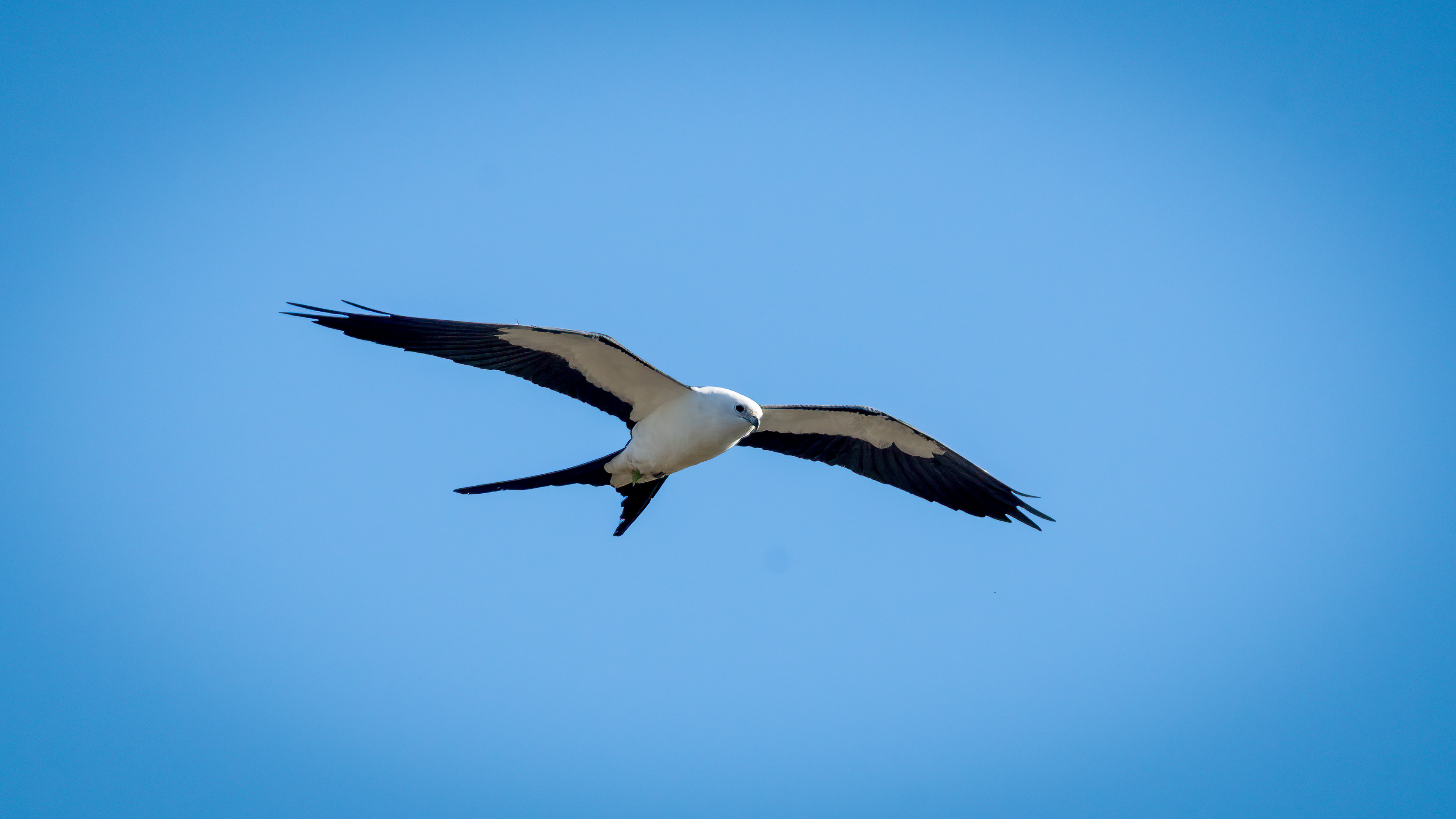 Swallow Tailed Kite
