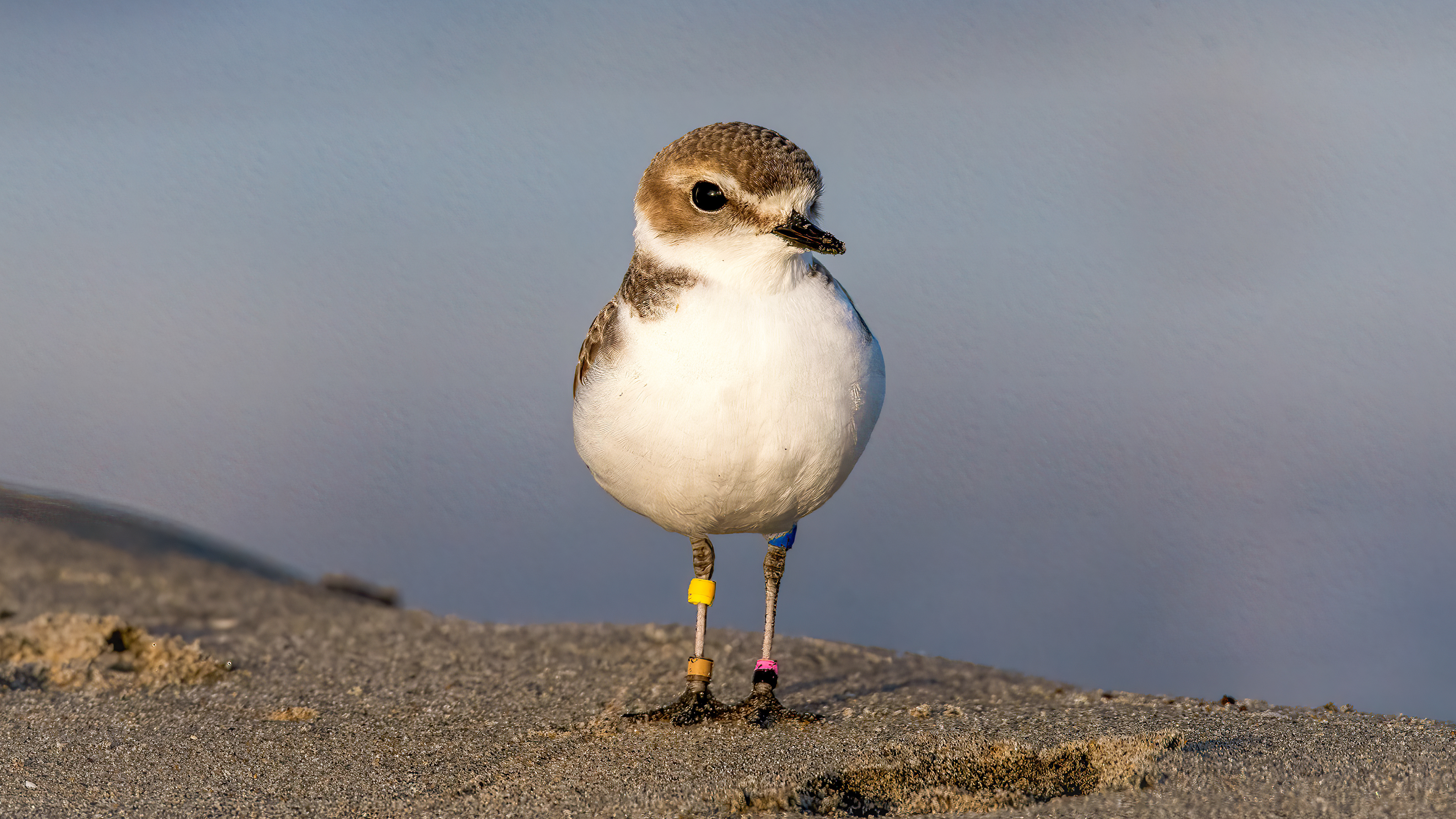 Snowy Plover