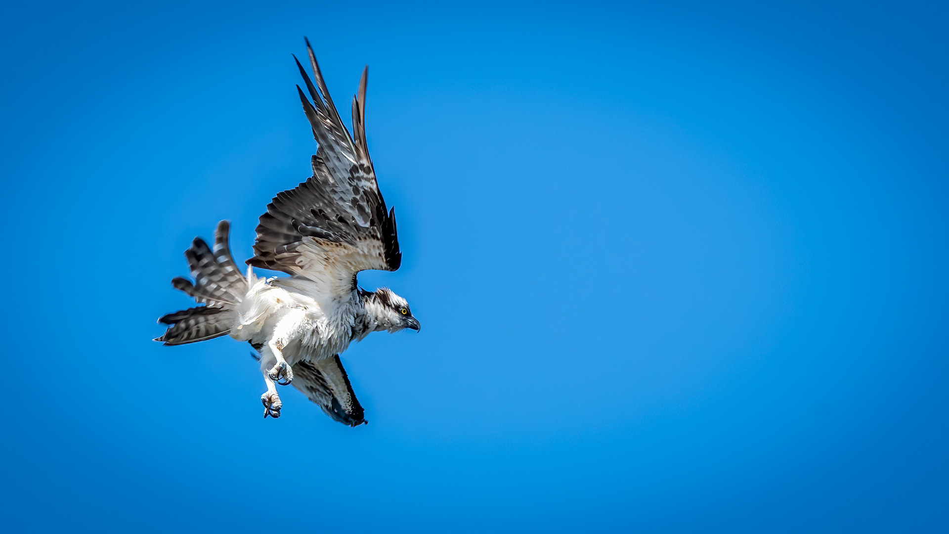 Osprey