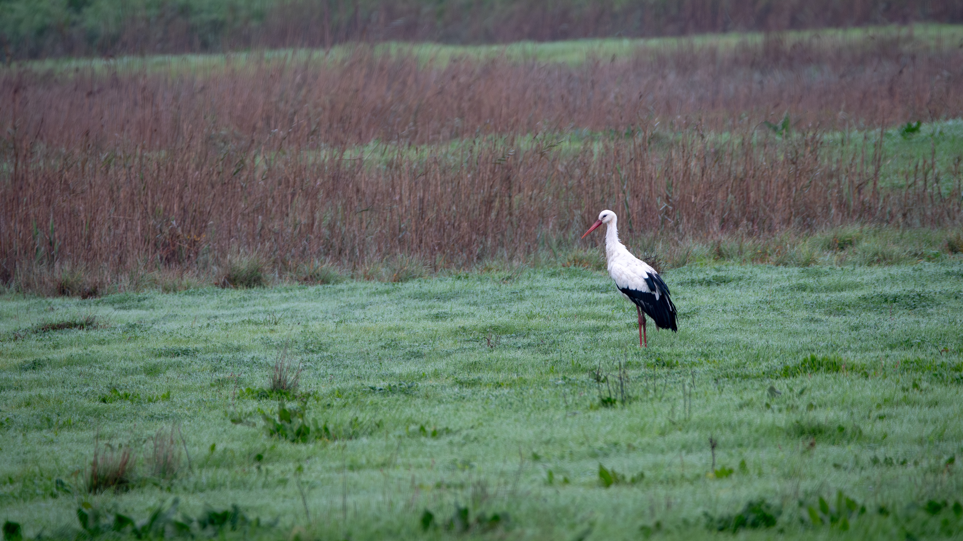White Stork
