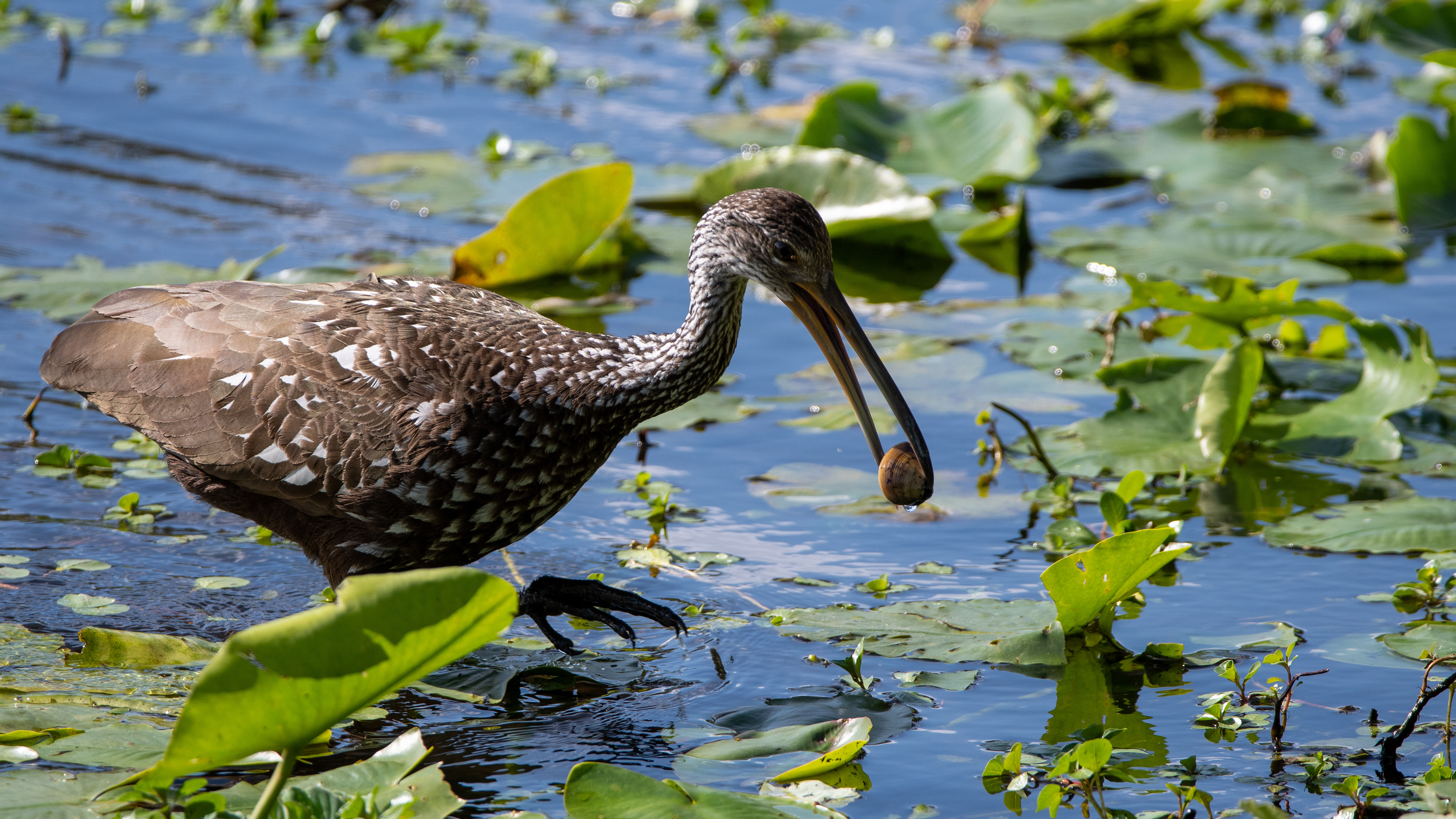 Limpkin