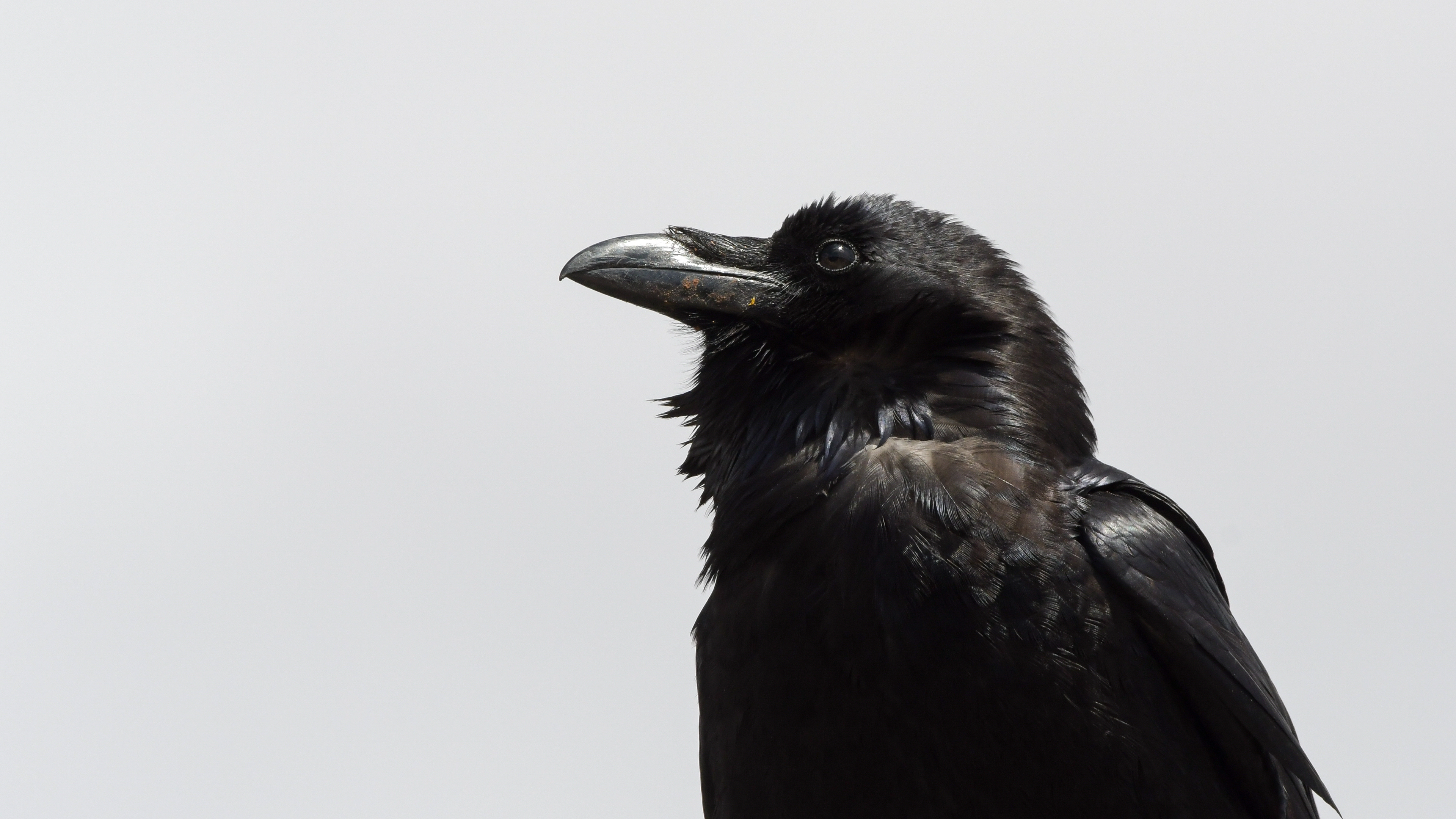 Common Raven