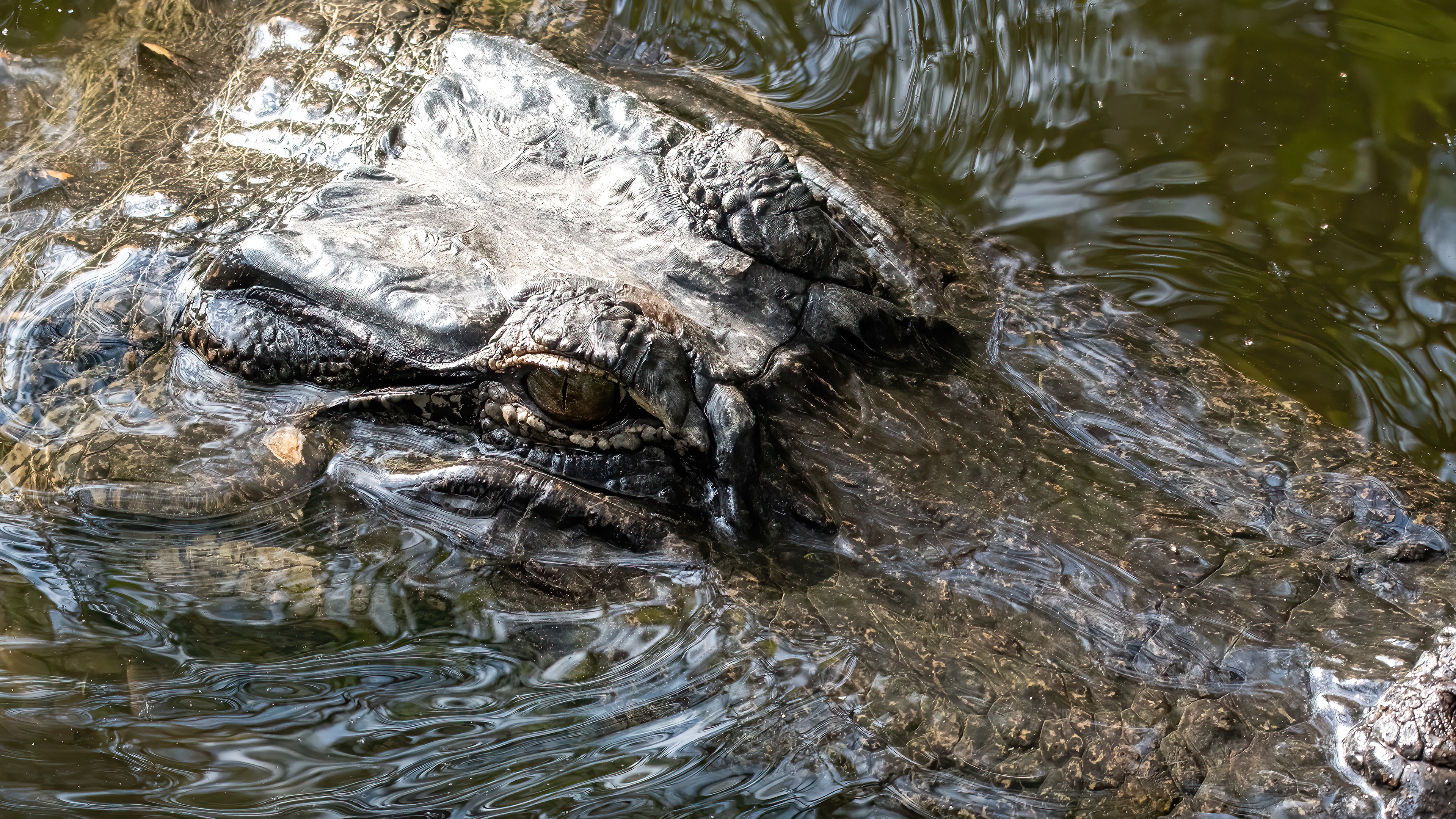 American Alligator