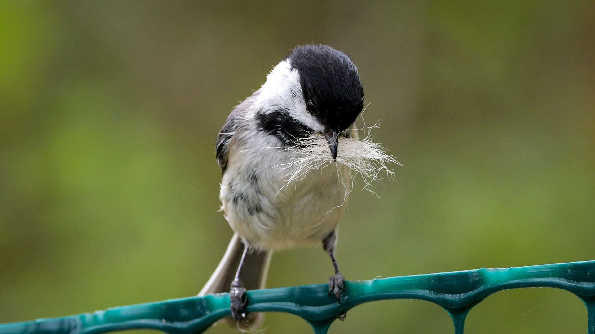 Black Capped Chickadee