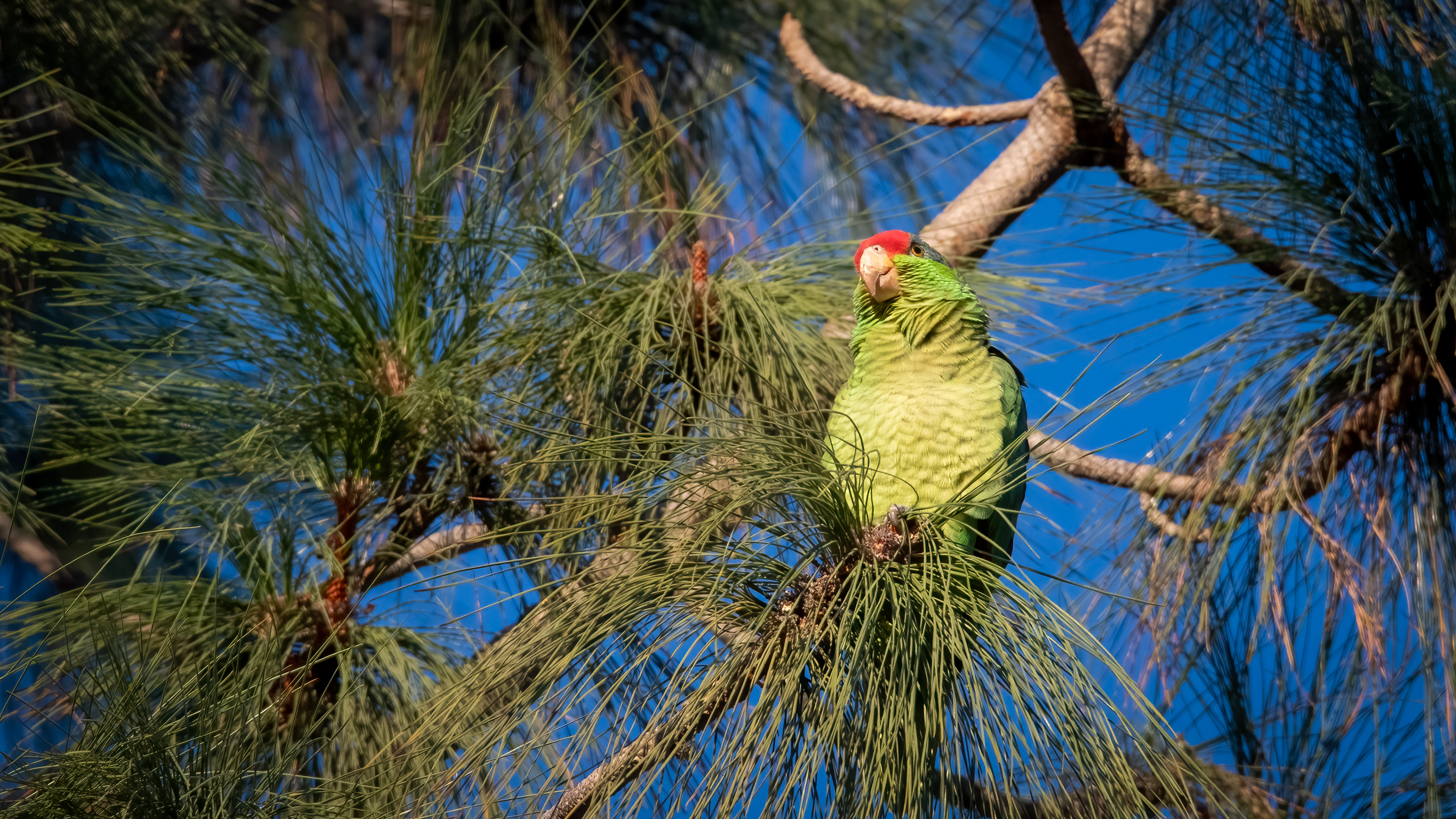 Red-crowned Parrot