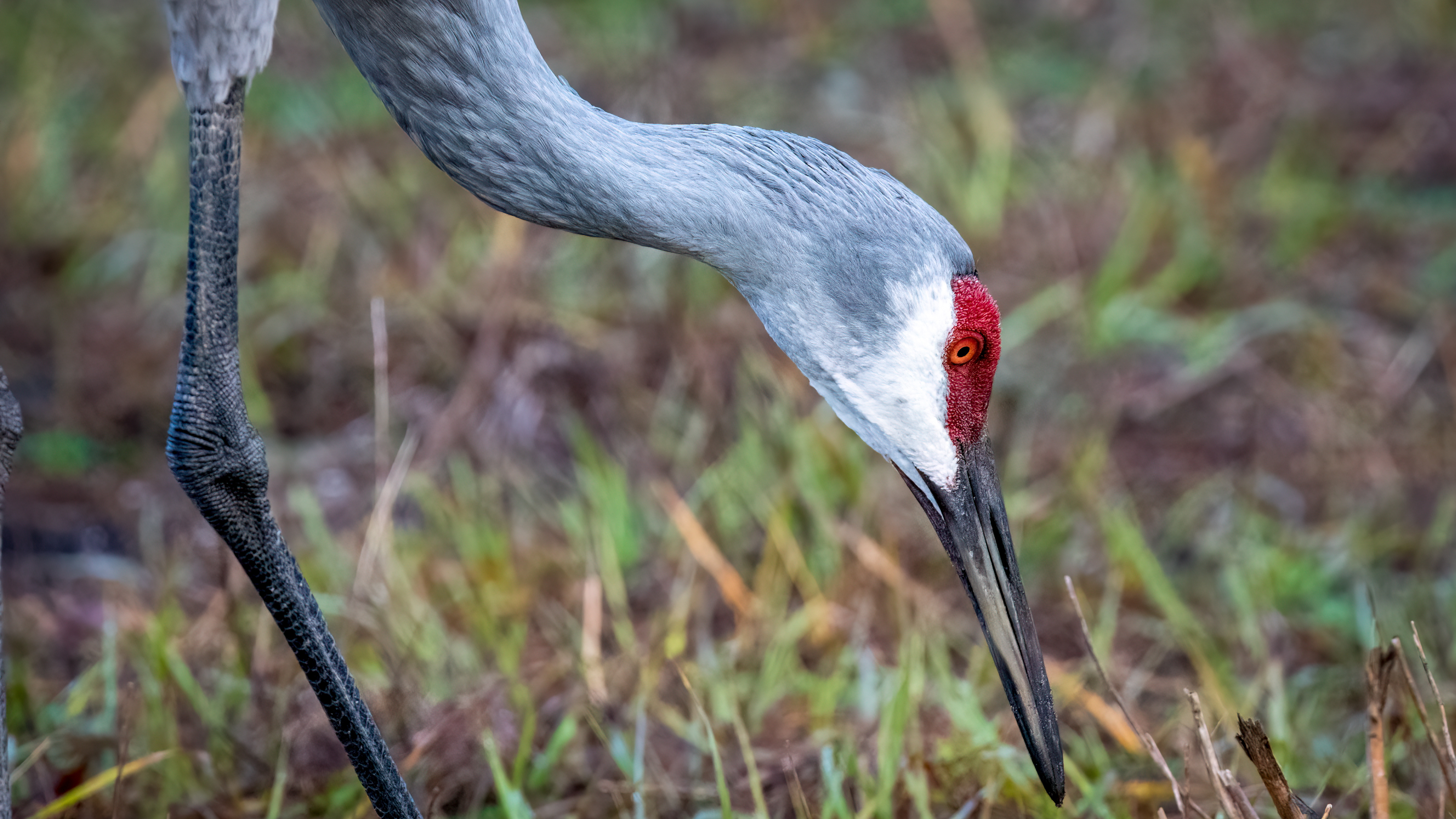Sandhill Crane