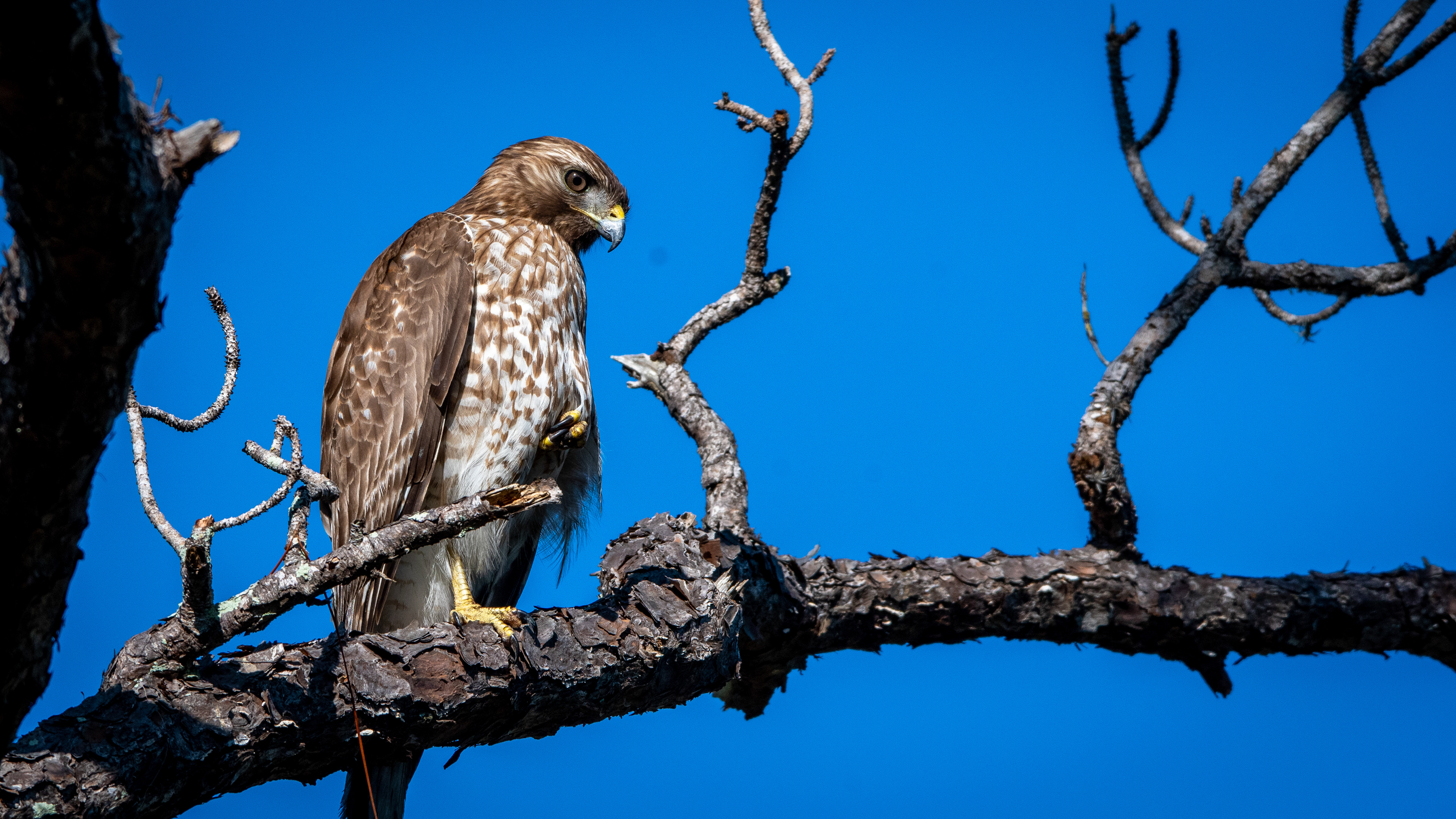 Red Shouldered Hawk