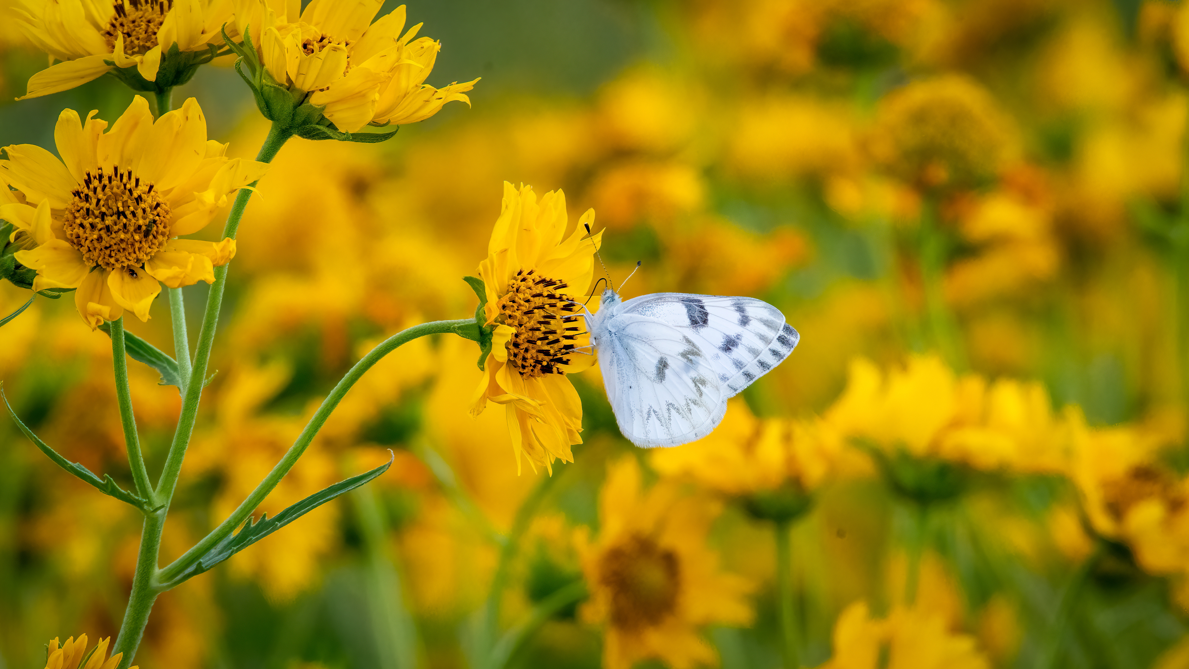 Cabbage White Butterfly