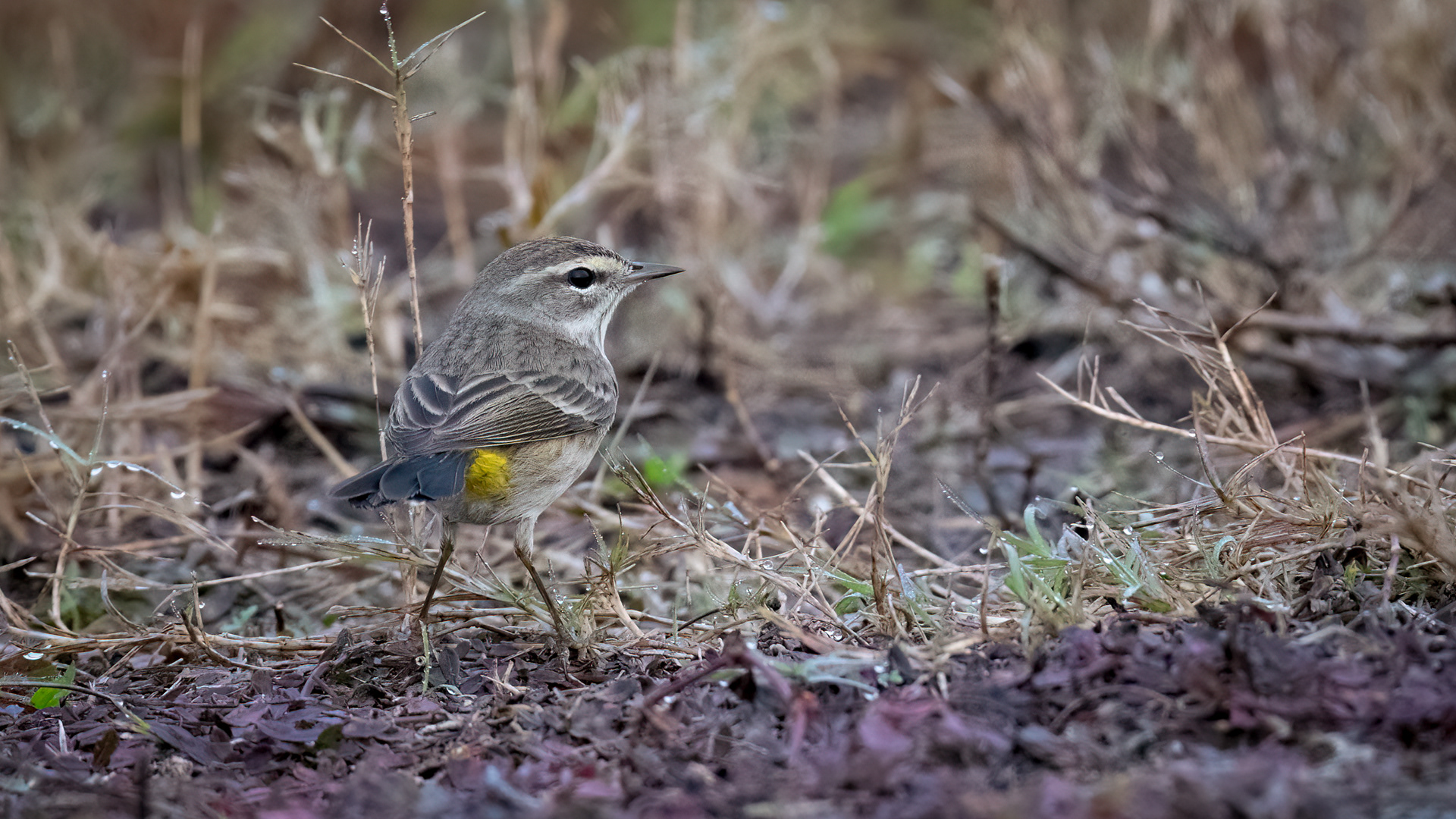 Yellow Rumped Warbler