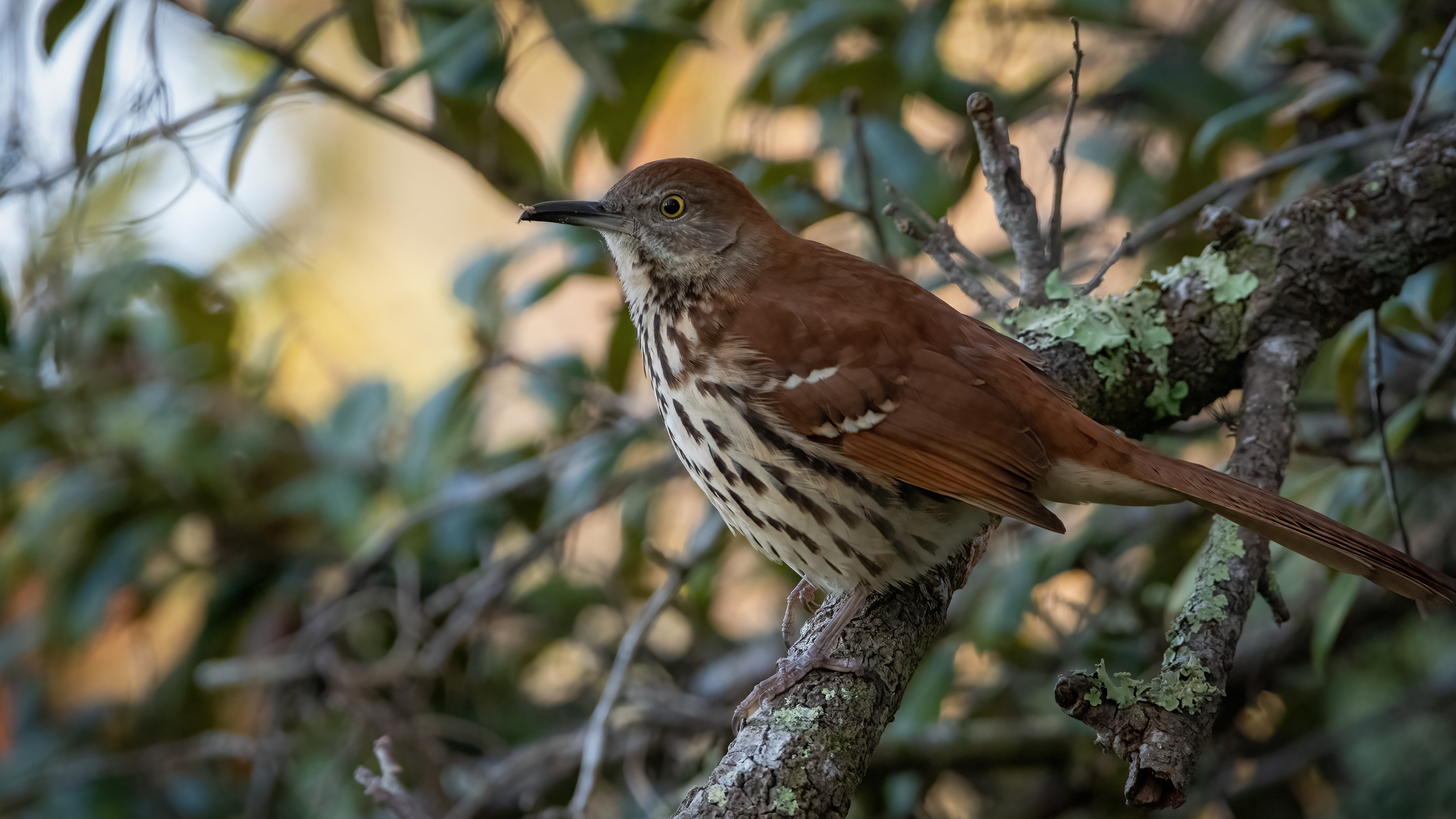 Brown Thrasher