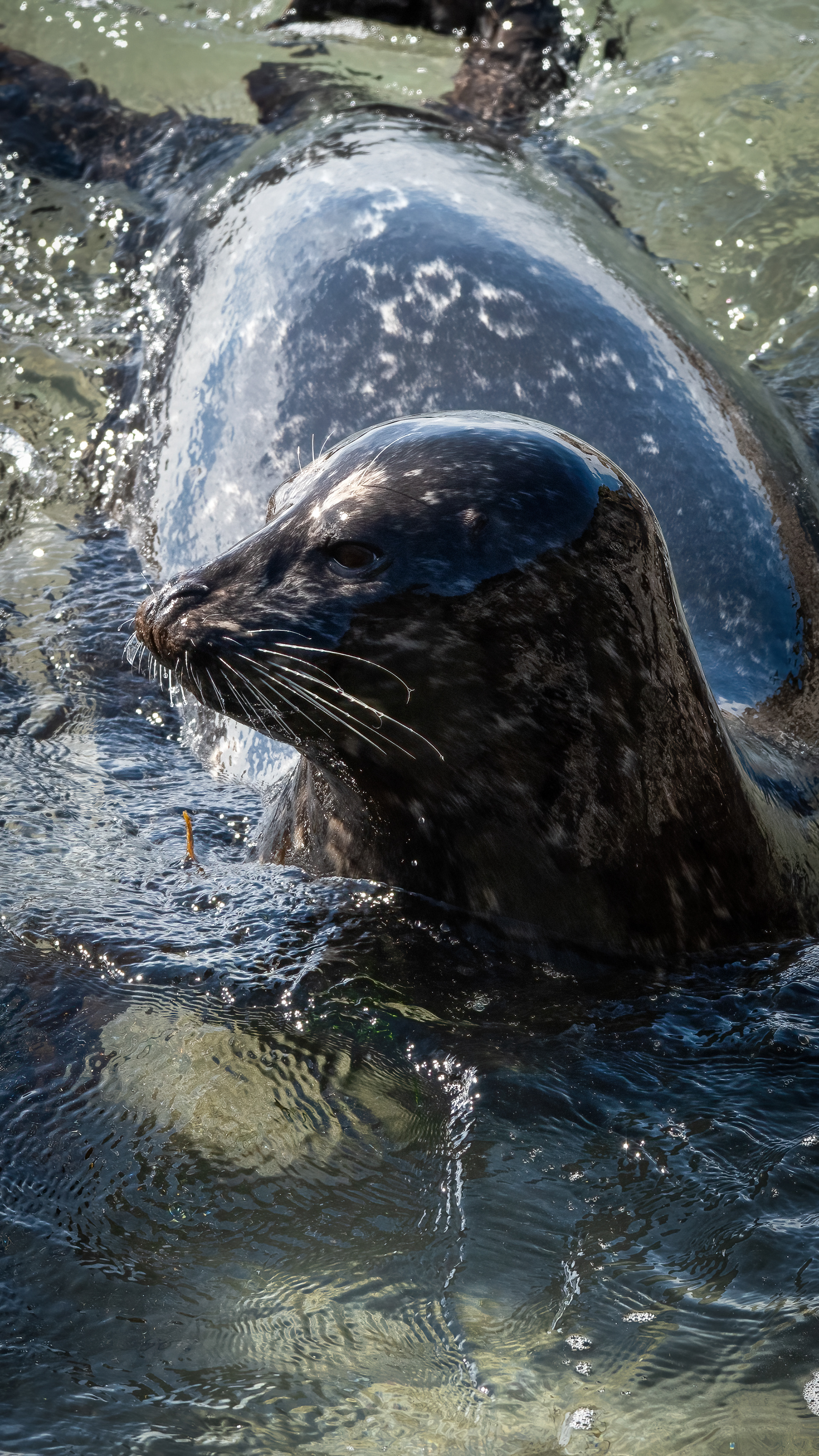 Harbor Seal