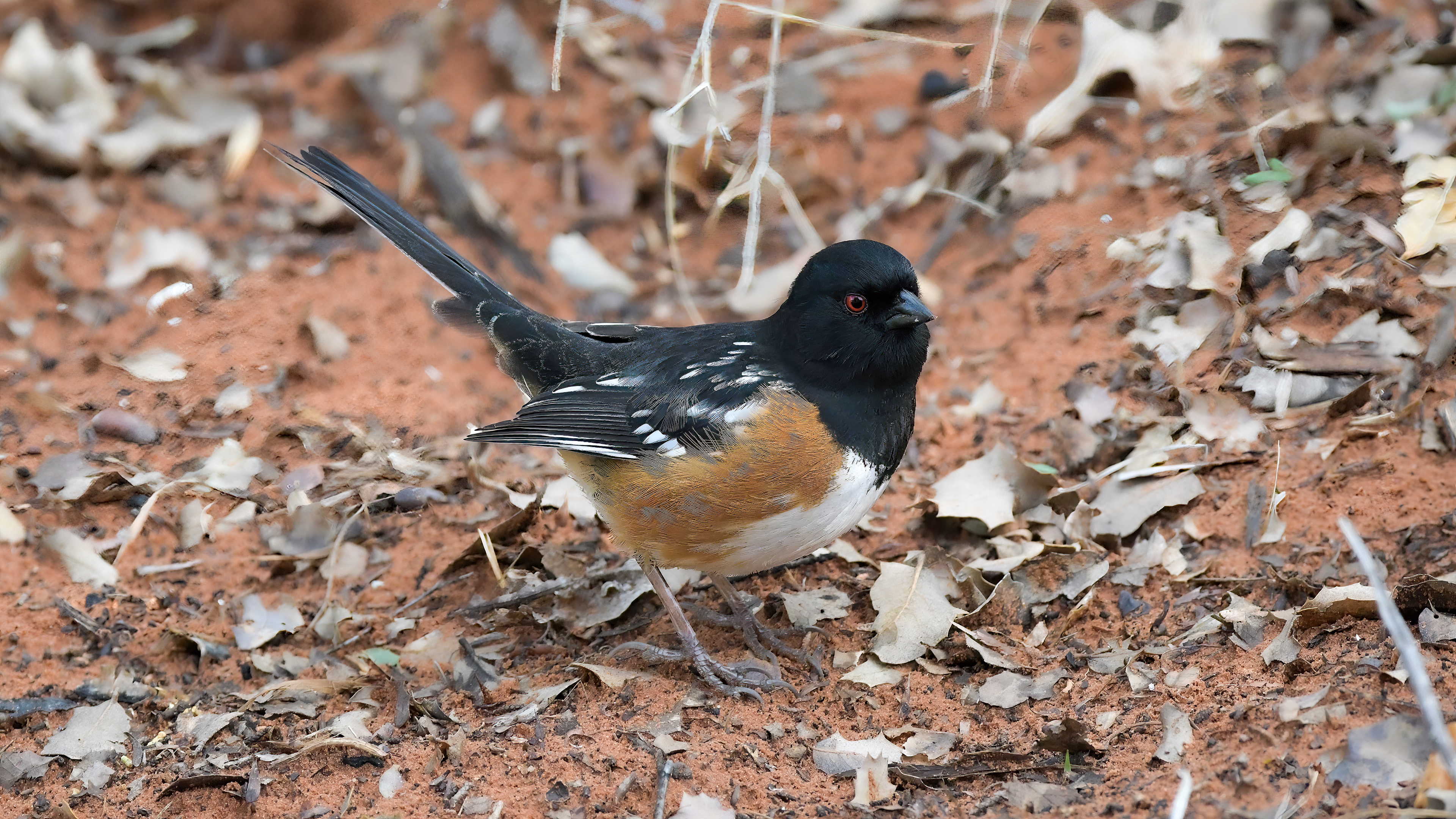 Spotted Towhee