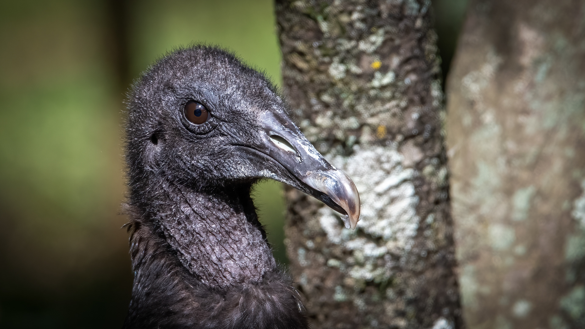 Black Vulture