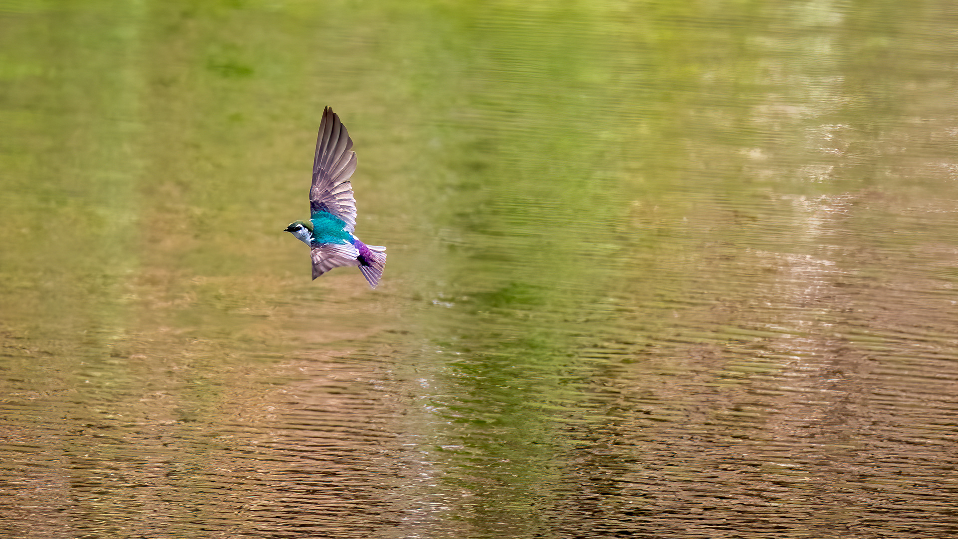 Violet Green Swallow