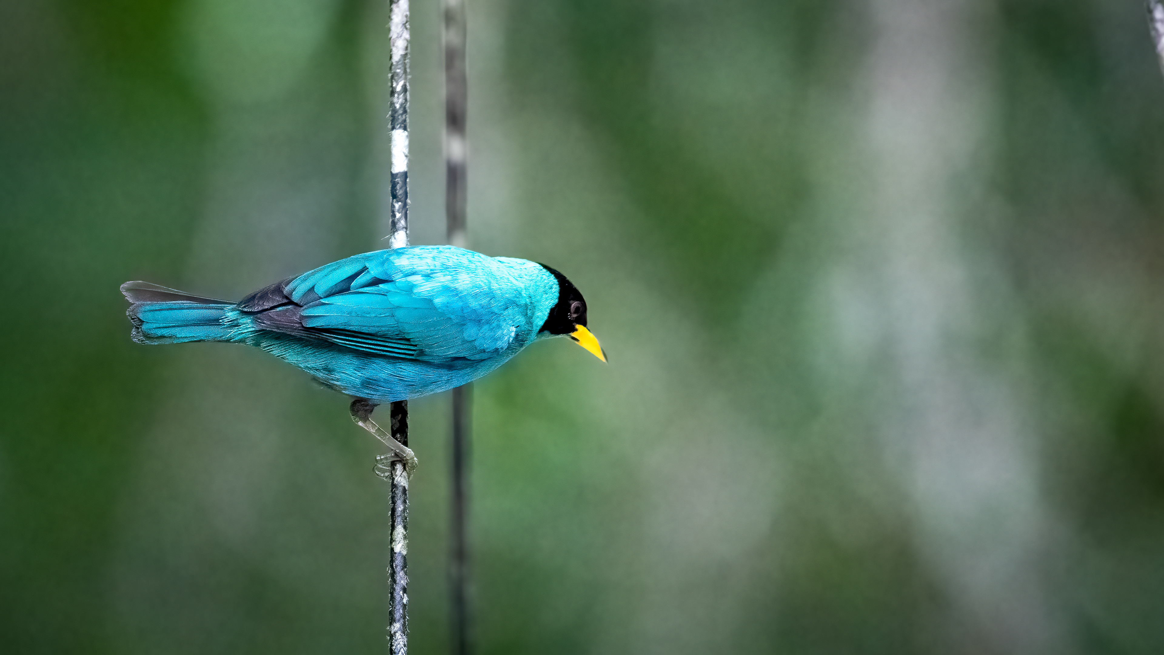 Green Honeycreeper Male