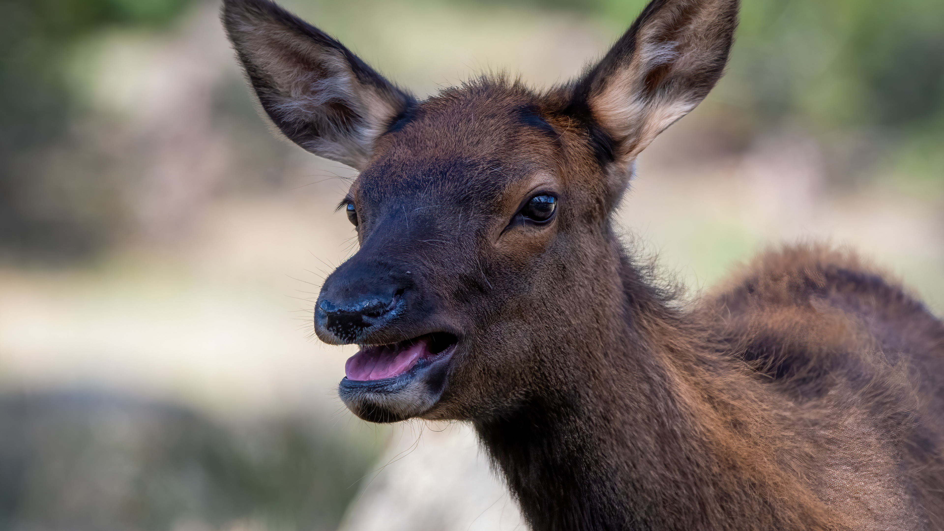 Elk Calf
