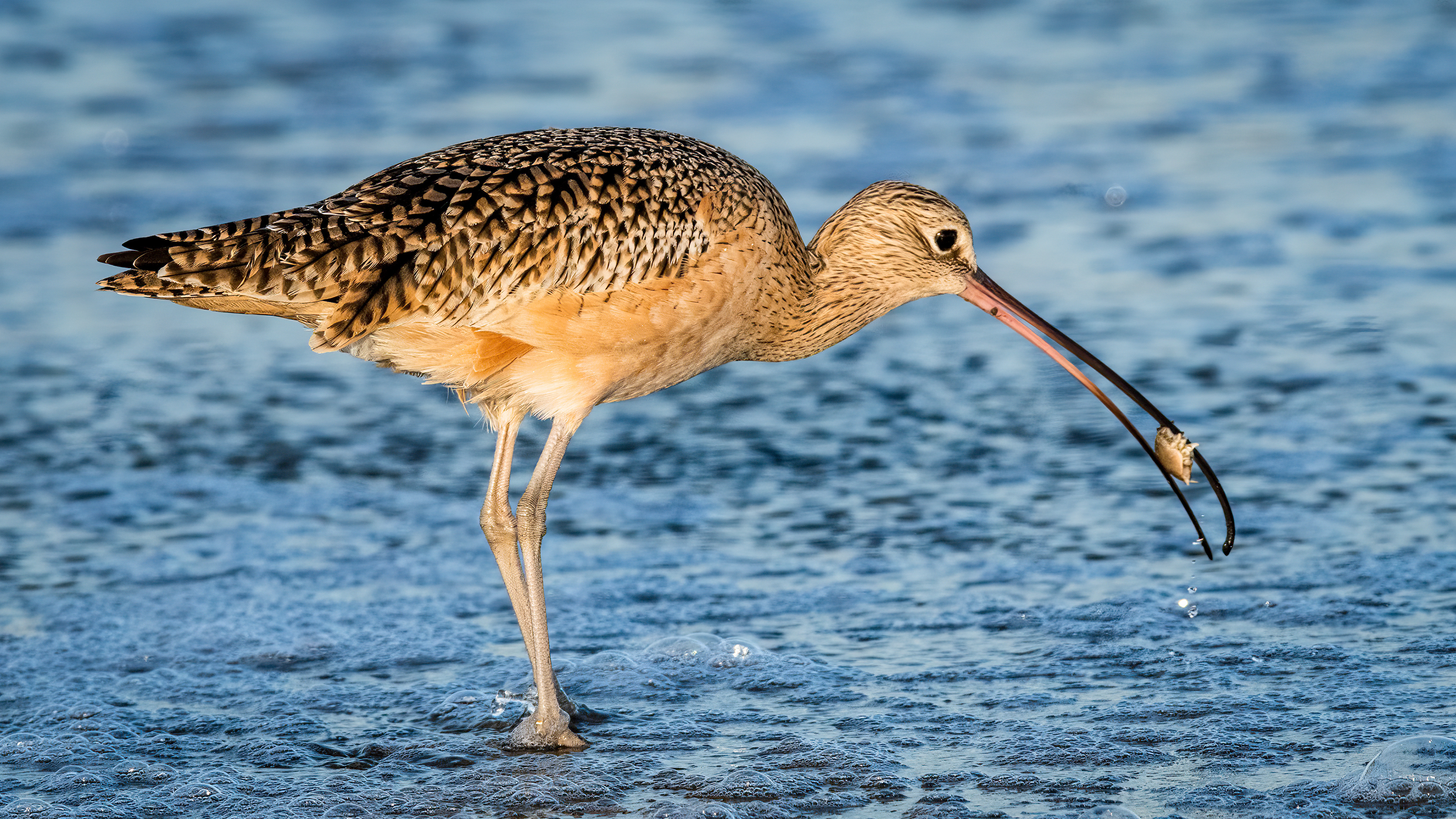 Long-billed Curlew