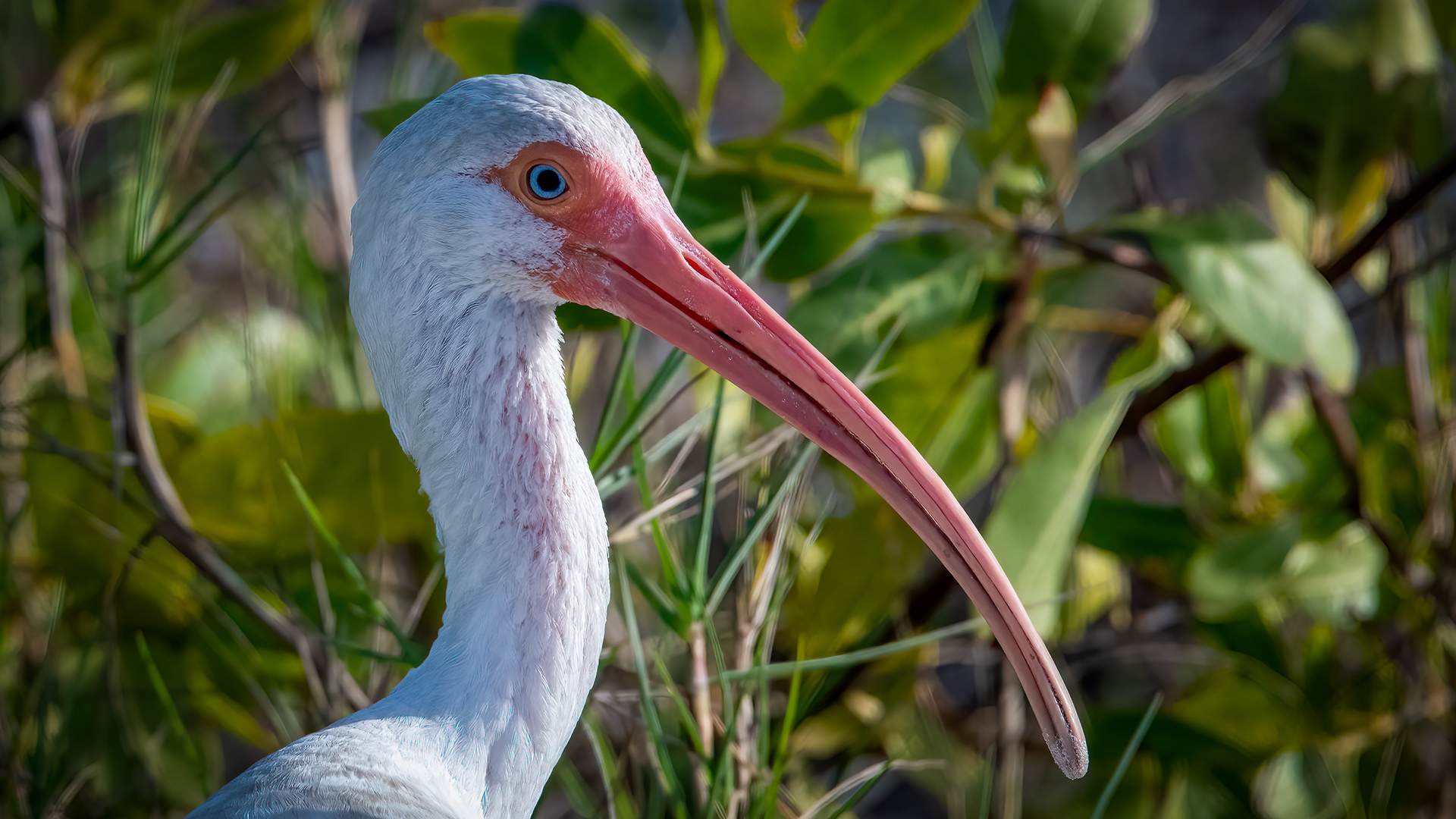 White Ibis