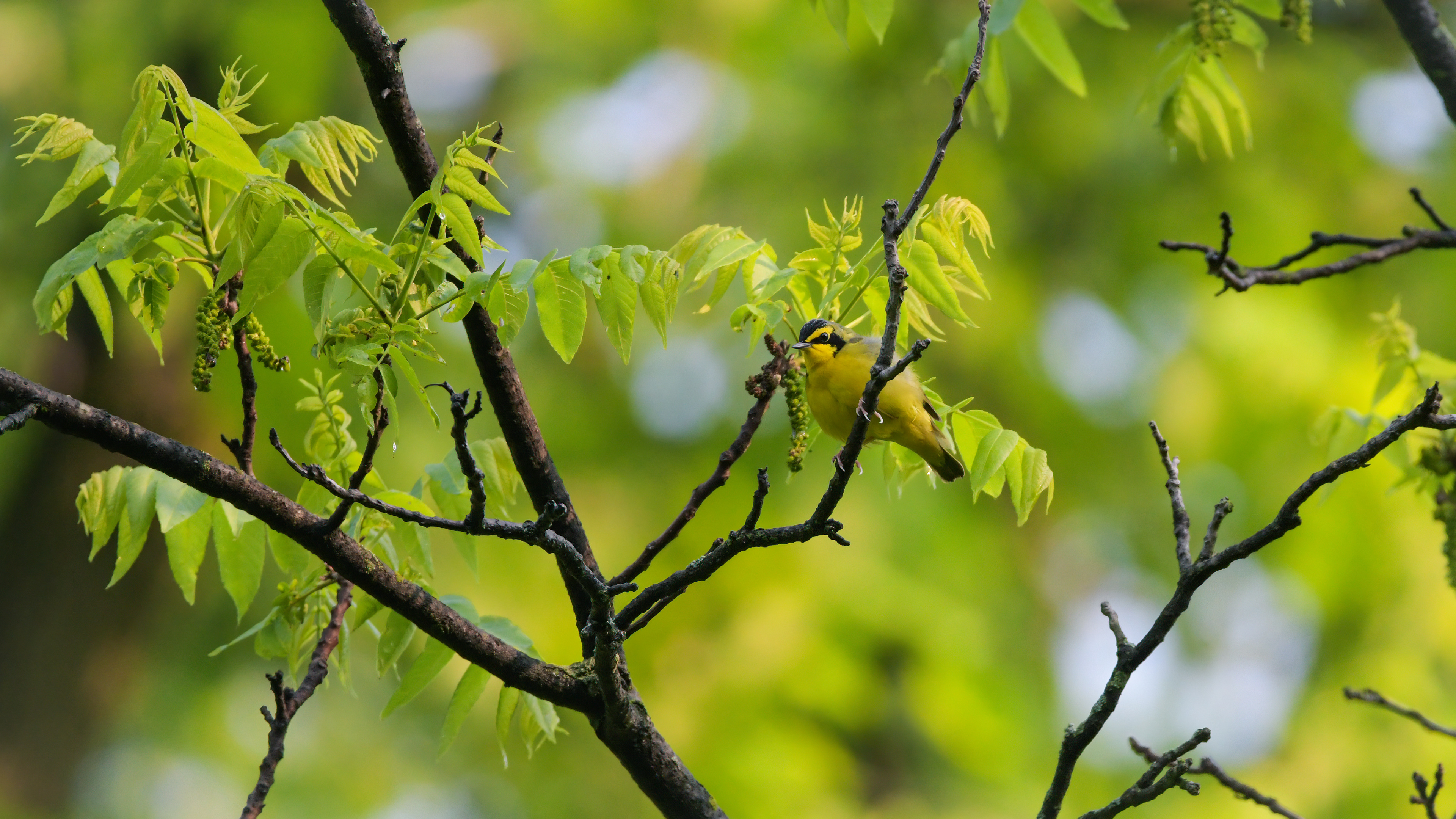 Kentucky Warbler