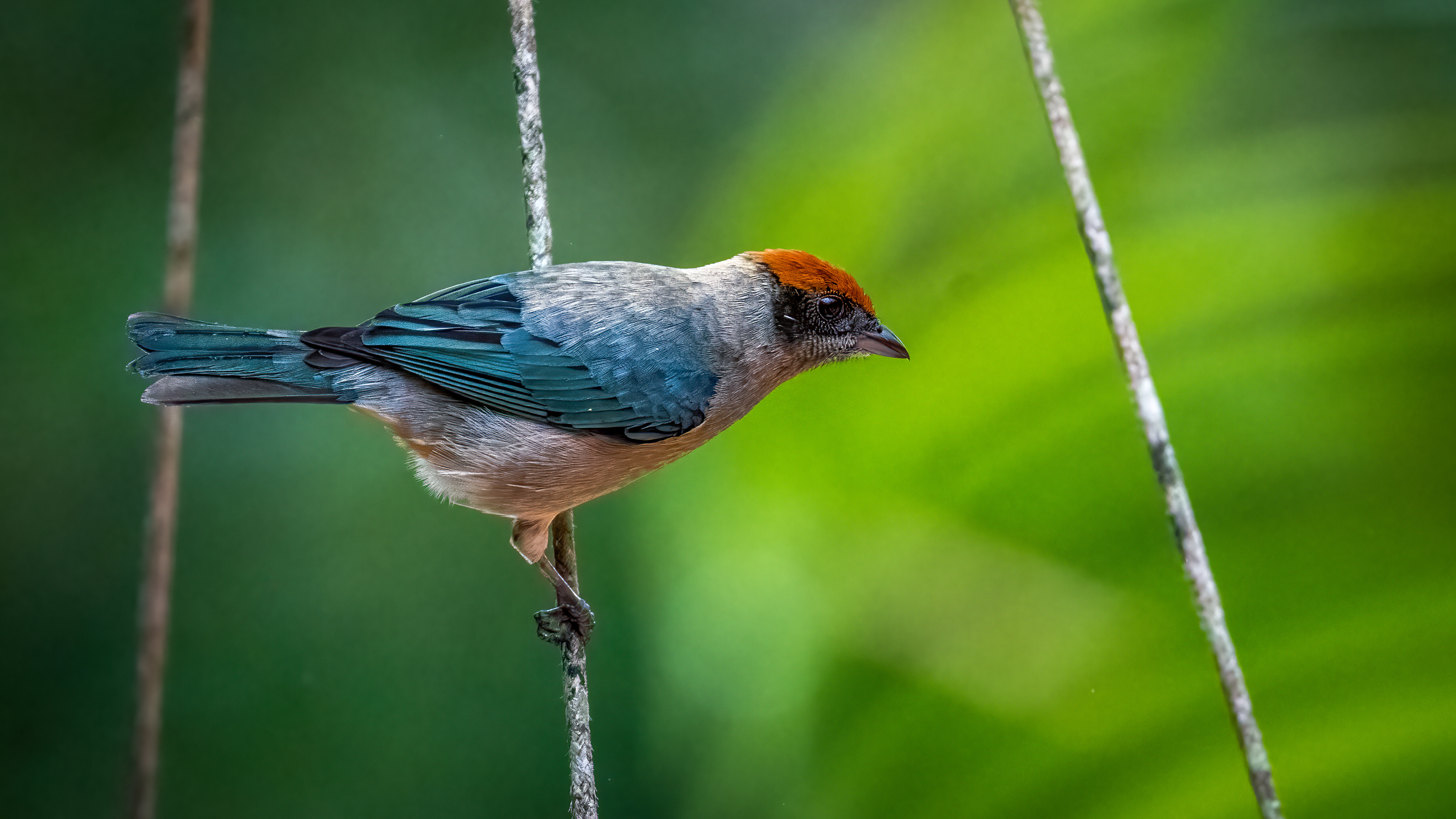 Scrub Tanager