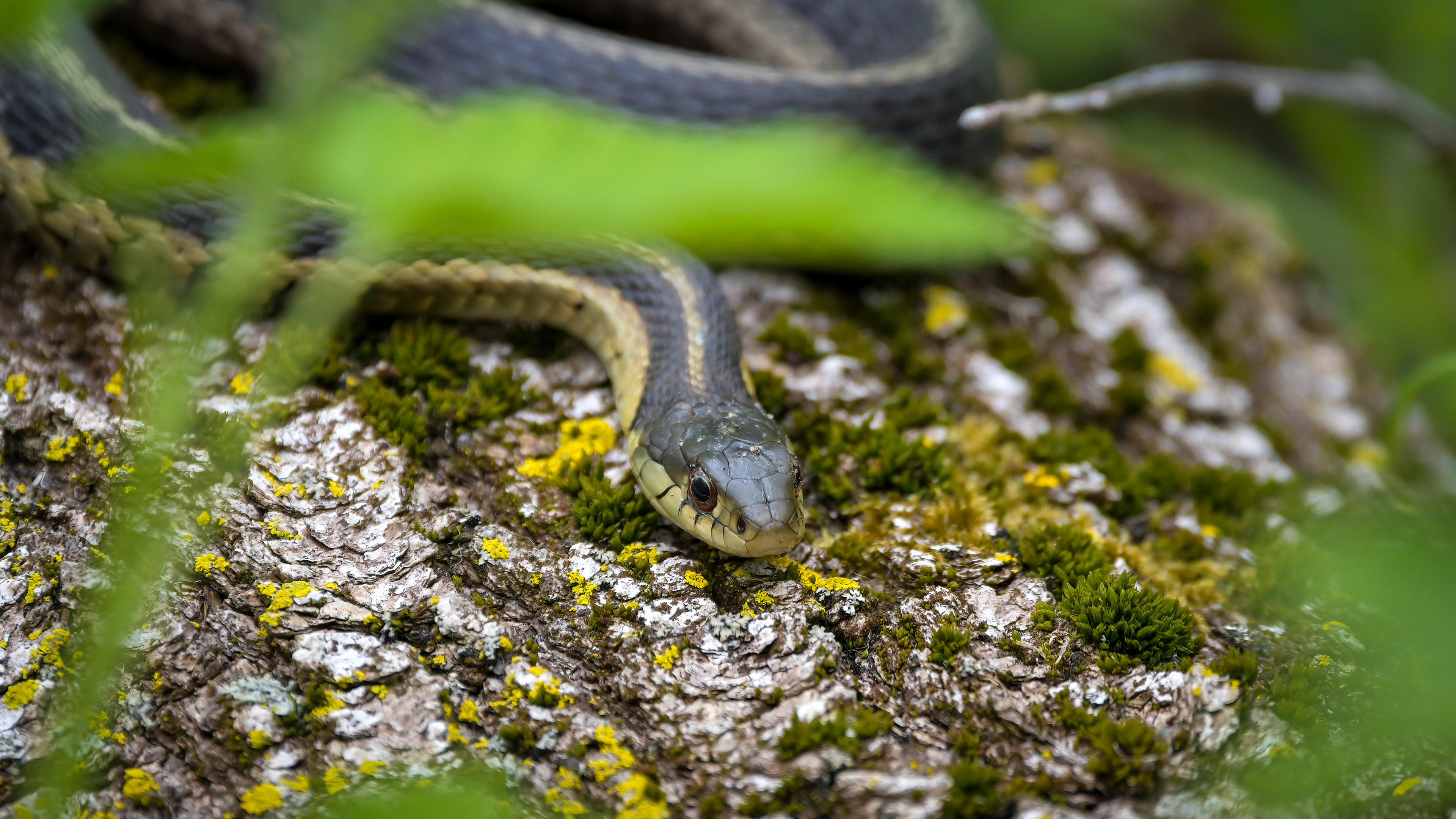 Eastern Garter Snake