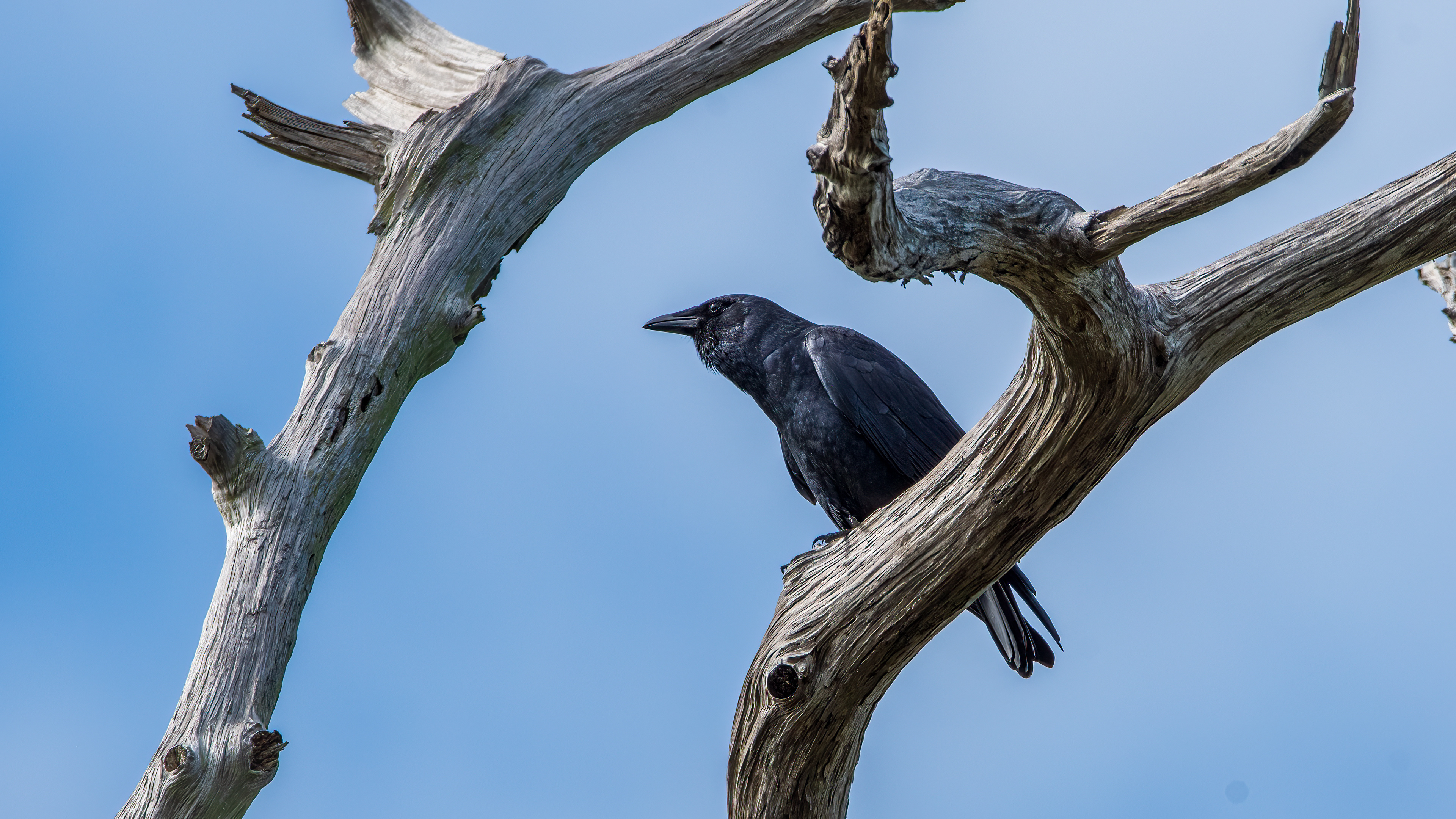 Fish Crow