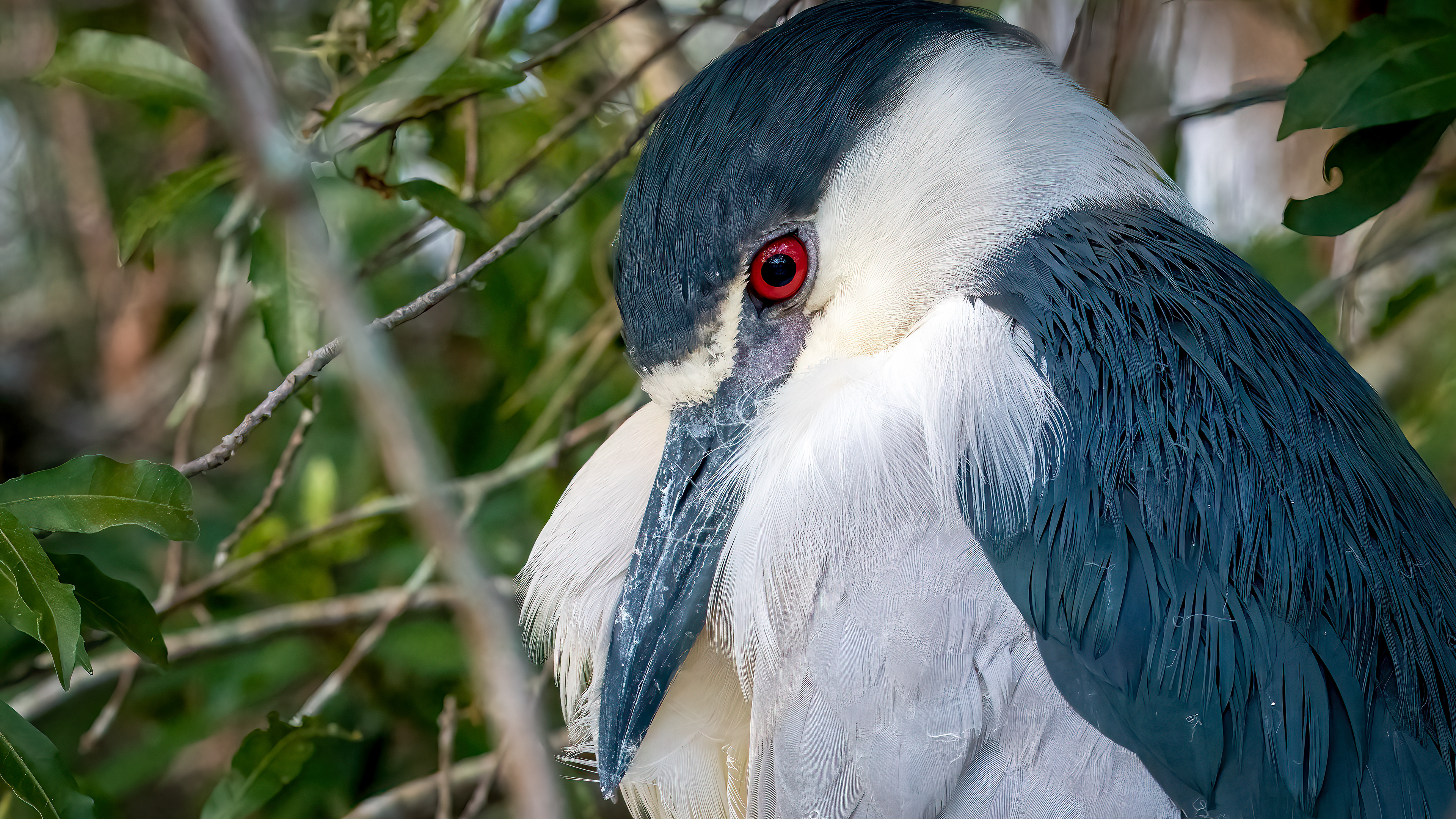 Black Crowned Night Heron