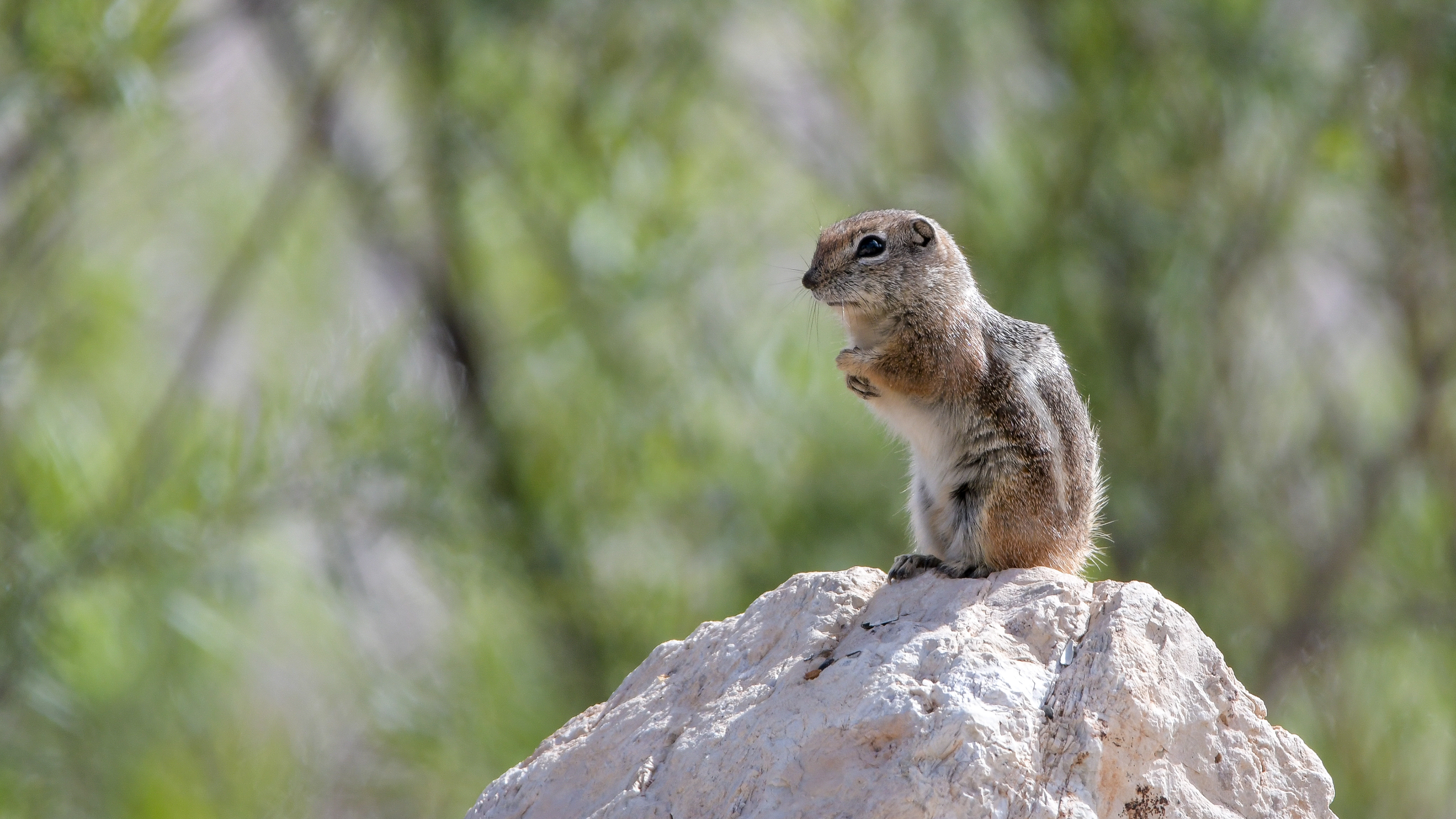 White Tailed Antelope Squirrel