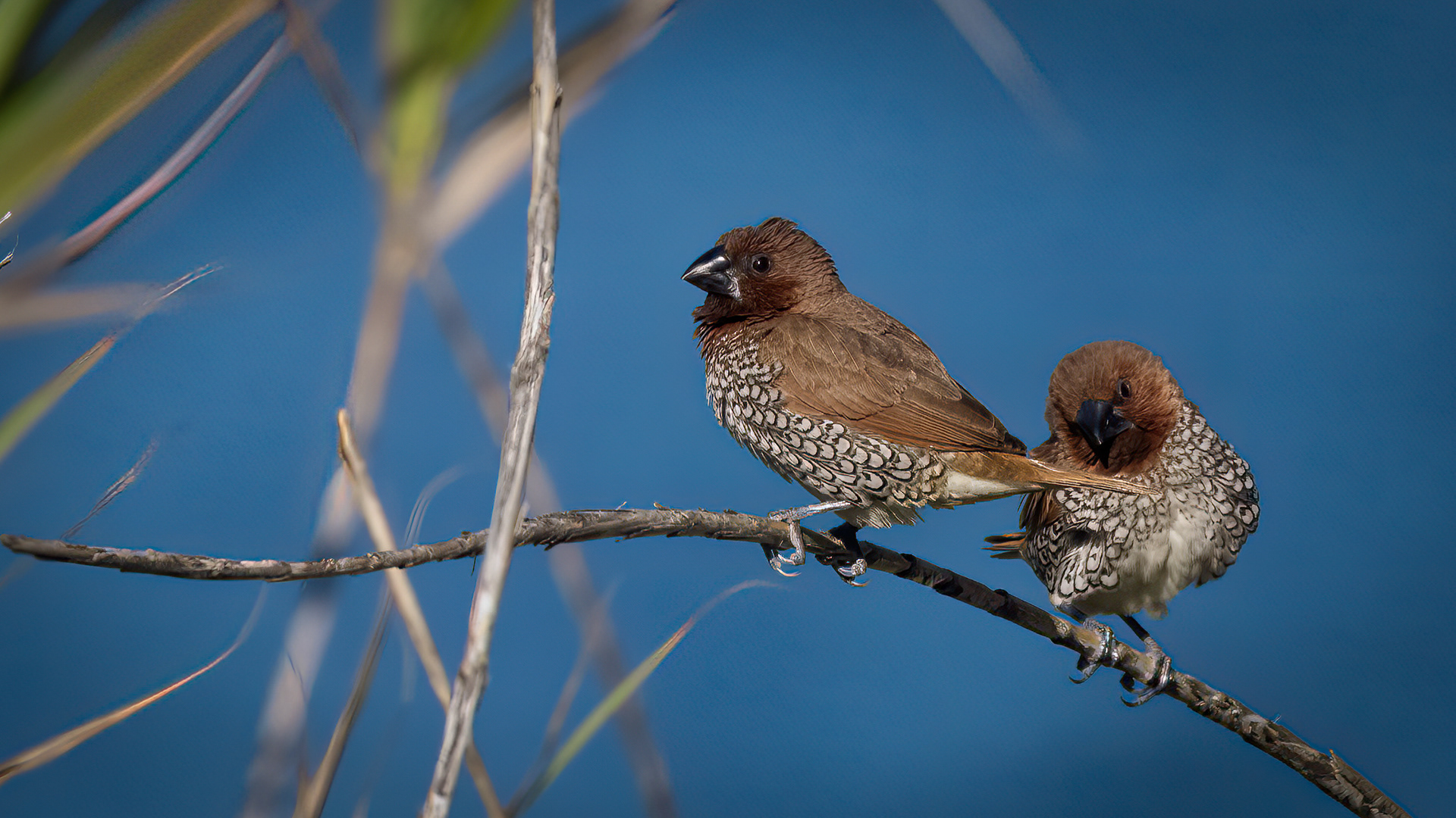 Scaly-breasted Munia