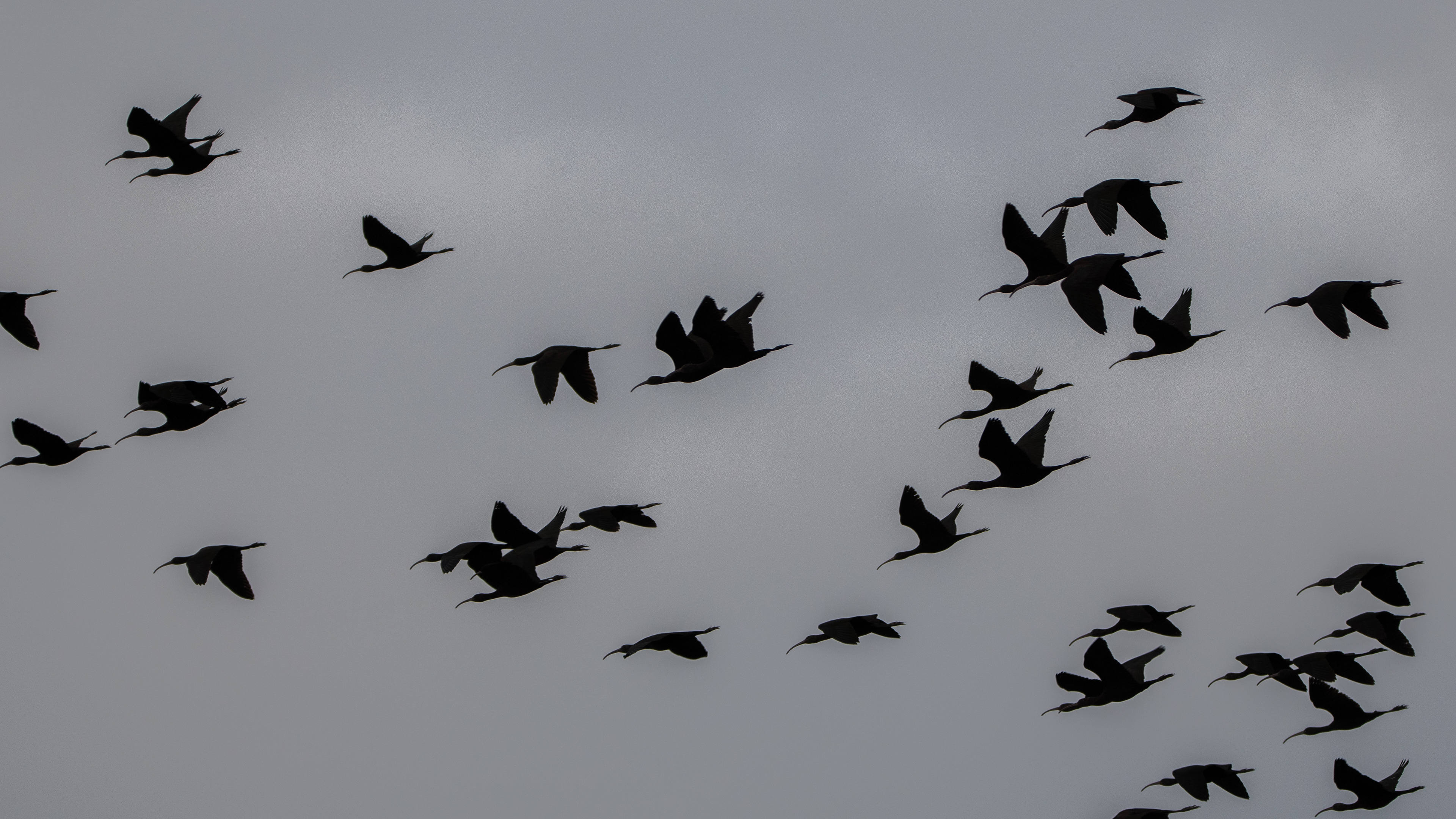 Glossy Ibises