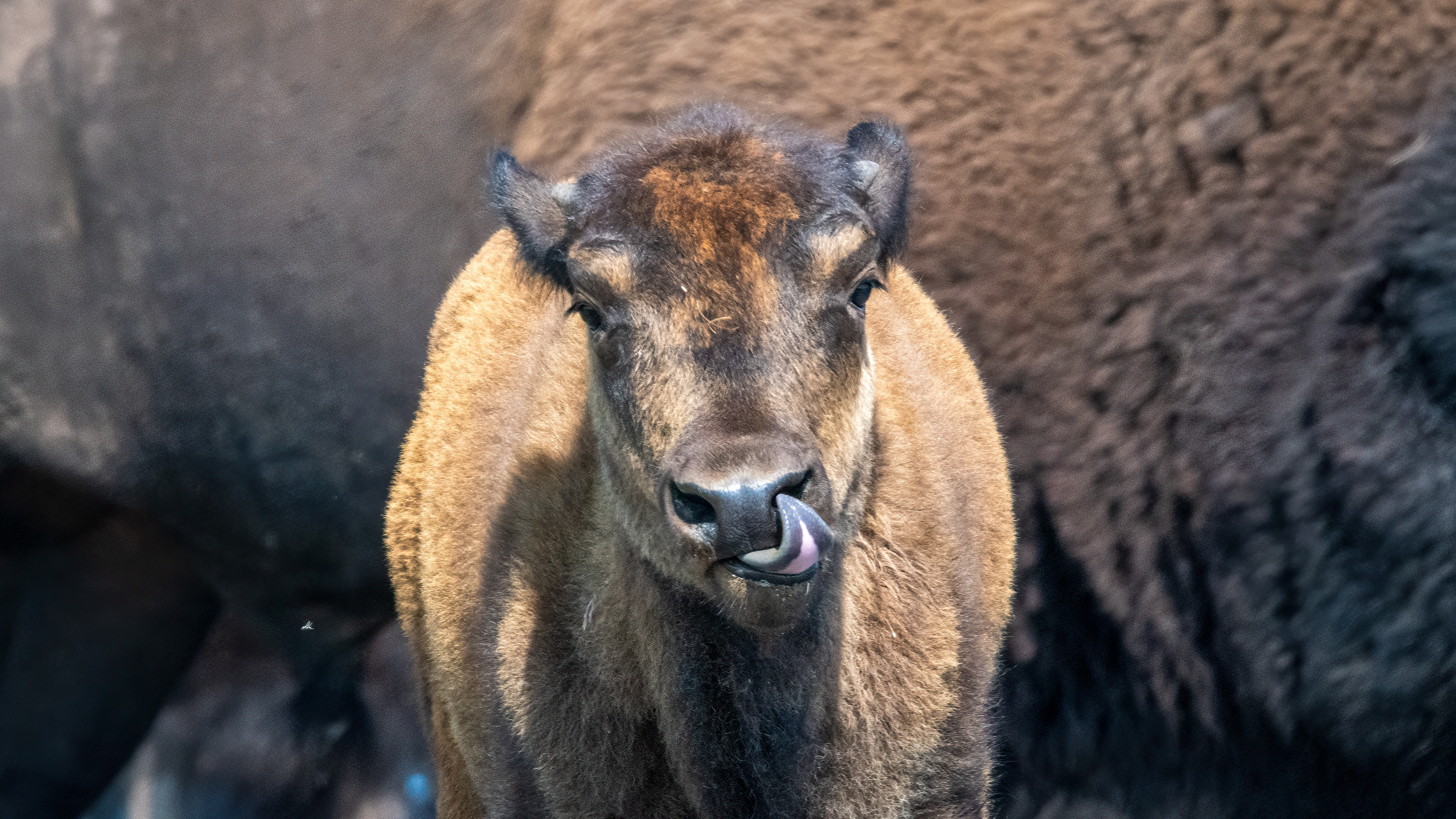 Bison Calf