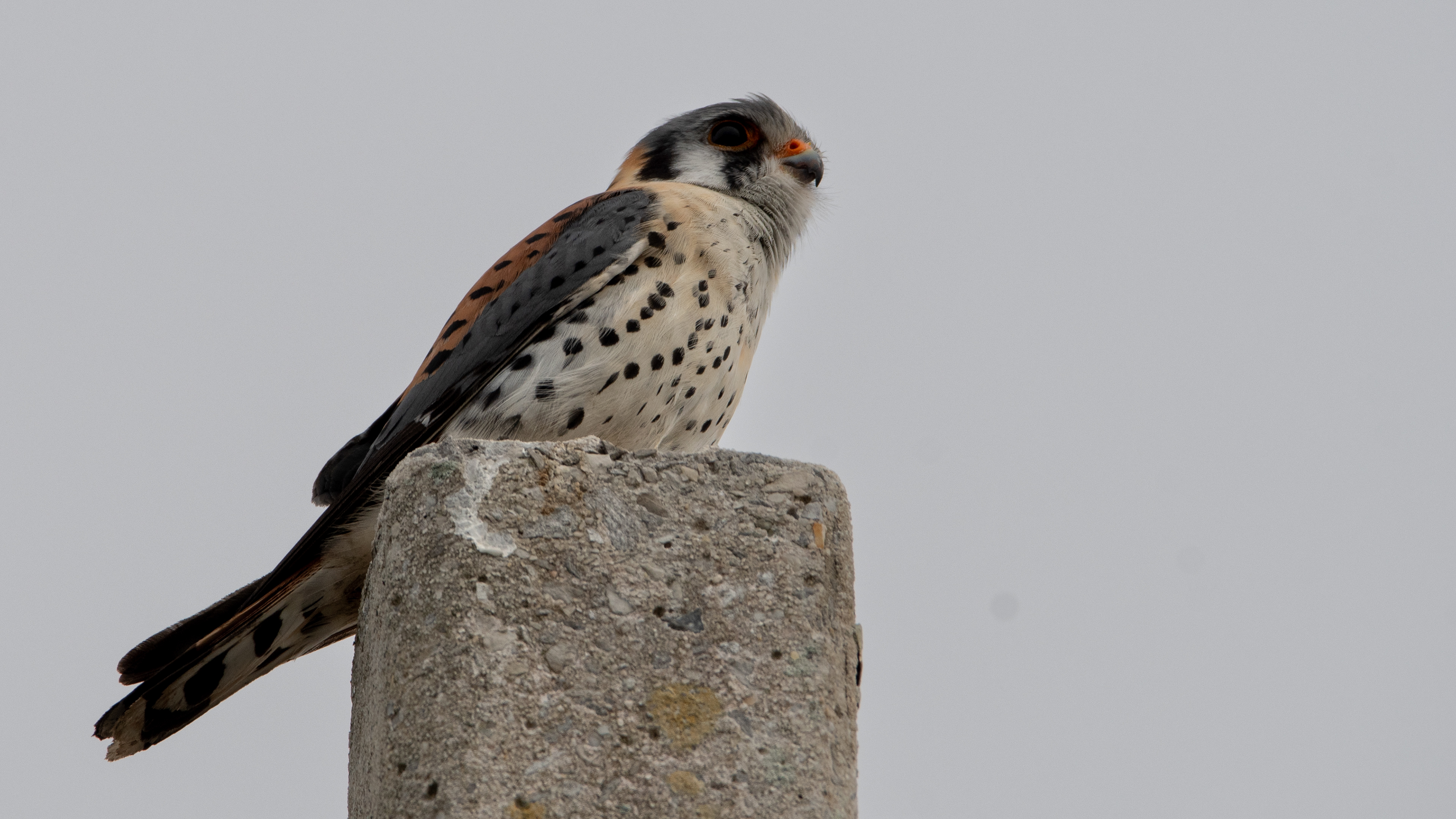 American Kestrel