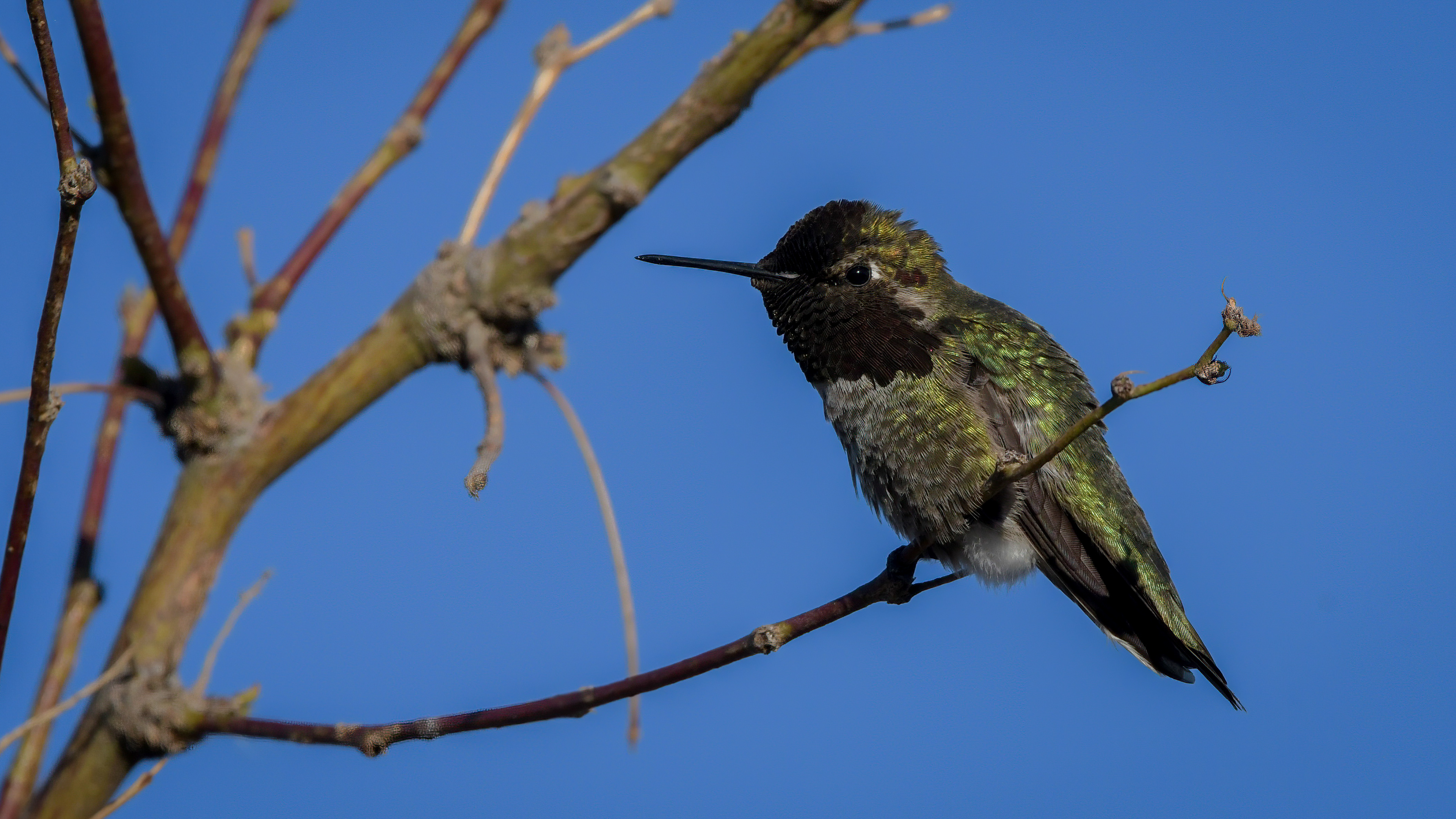 Anna's Hummingbird