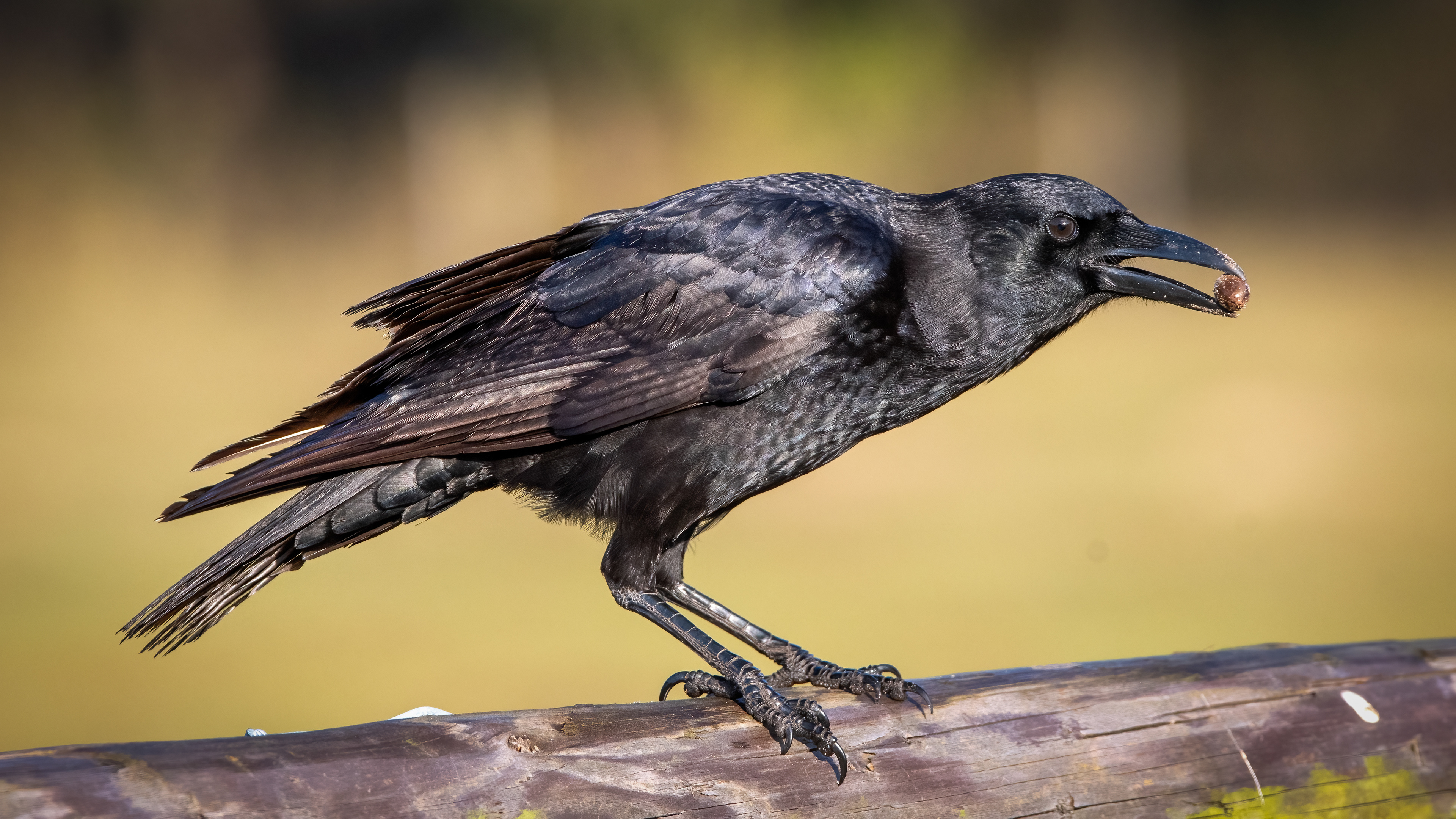American Crow
