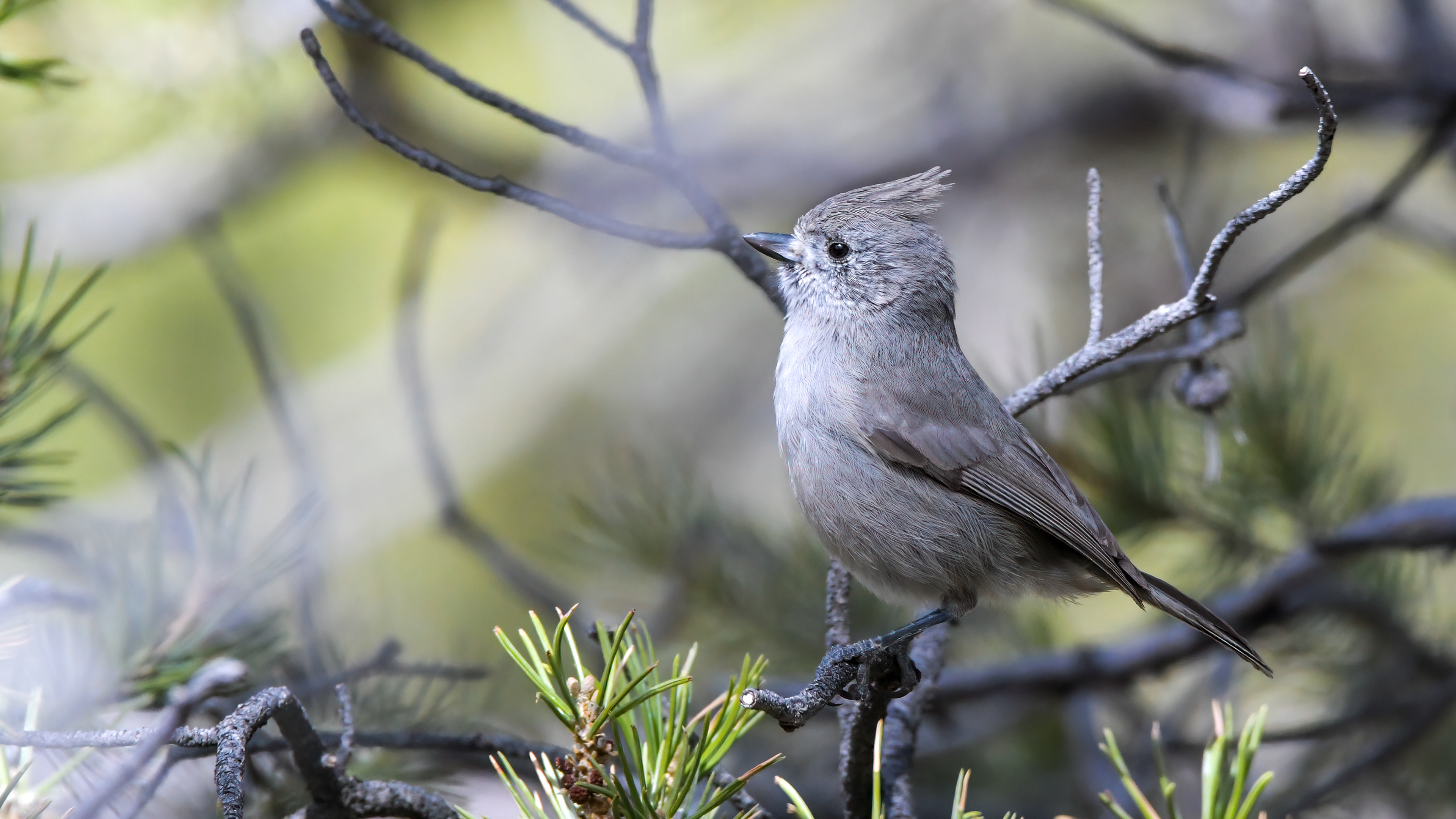 Juniper Titmouse