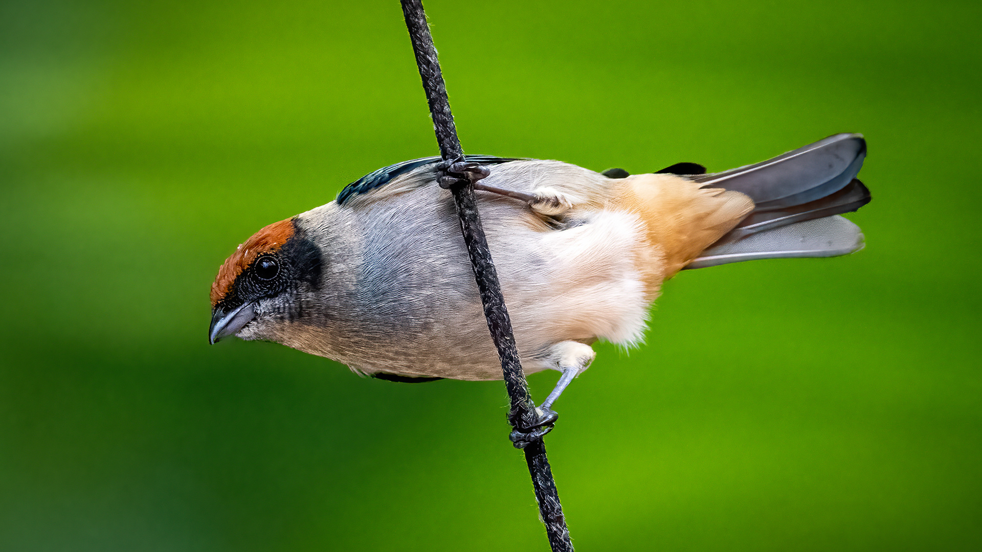 Scrub Tanager