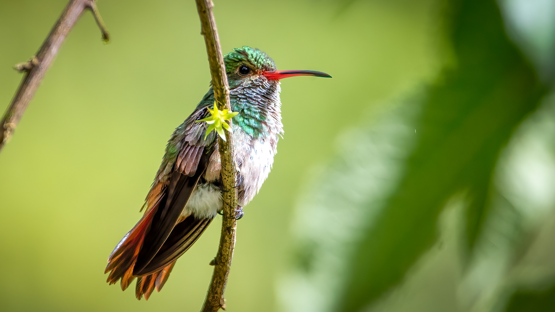 Rufous Tailed Hummingbird