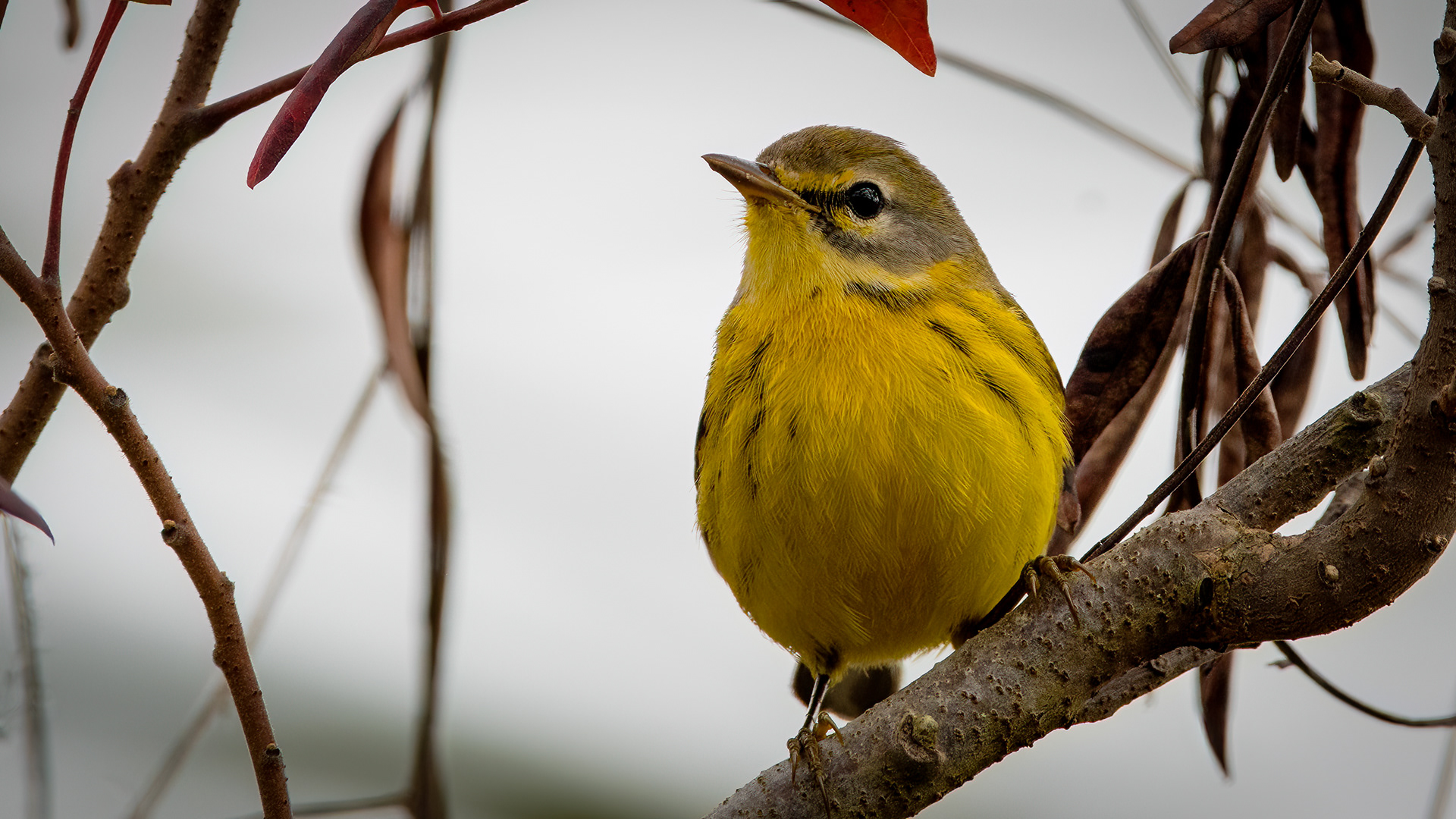 Prairie Warbler