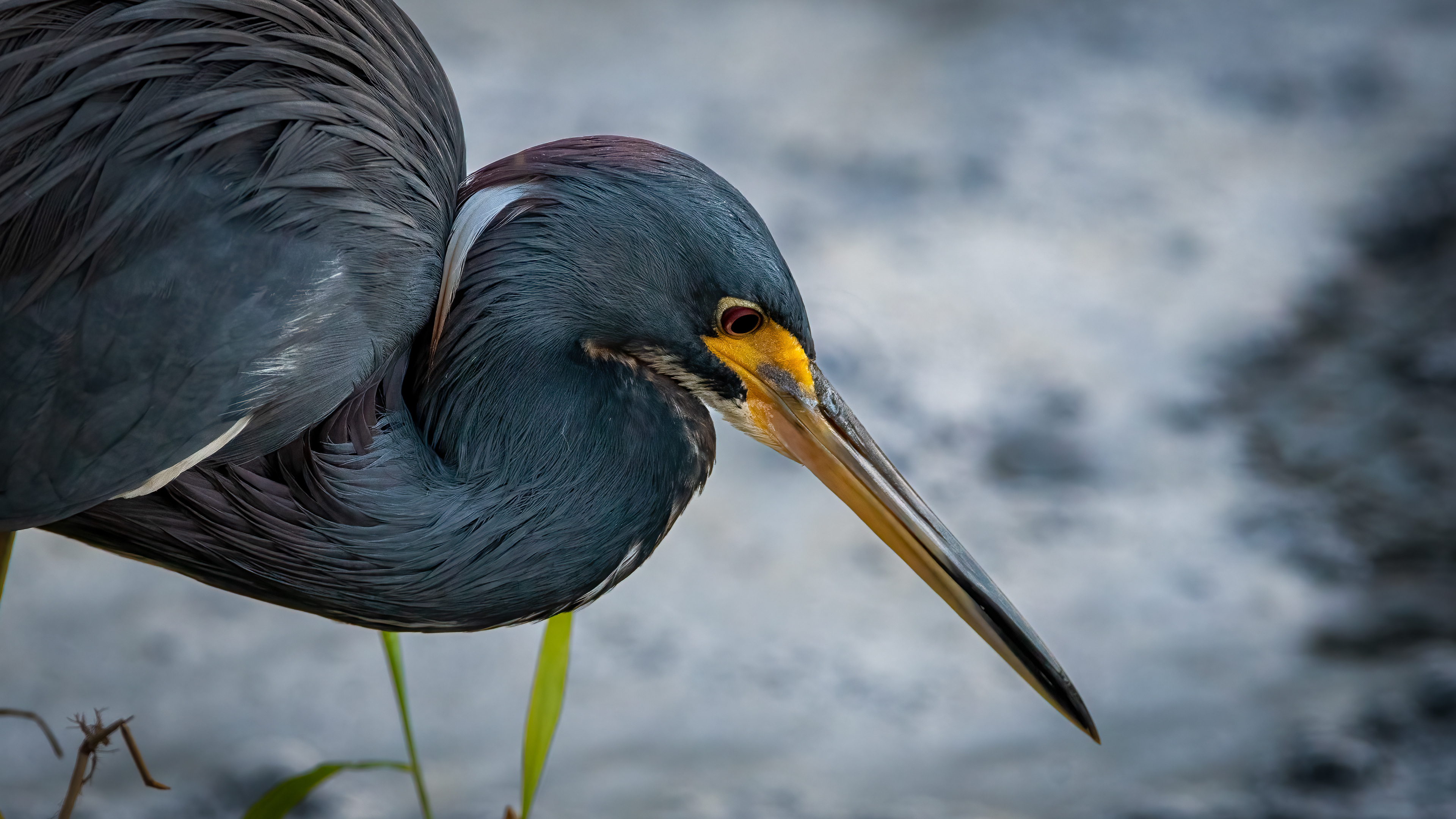 Tricolored Heron