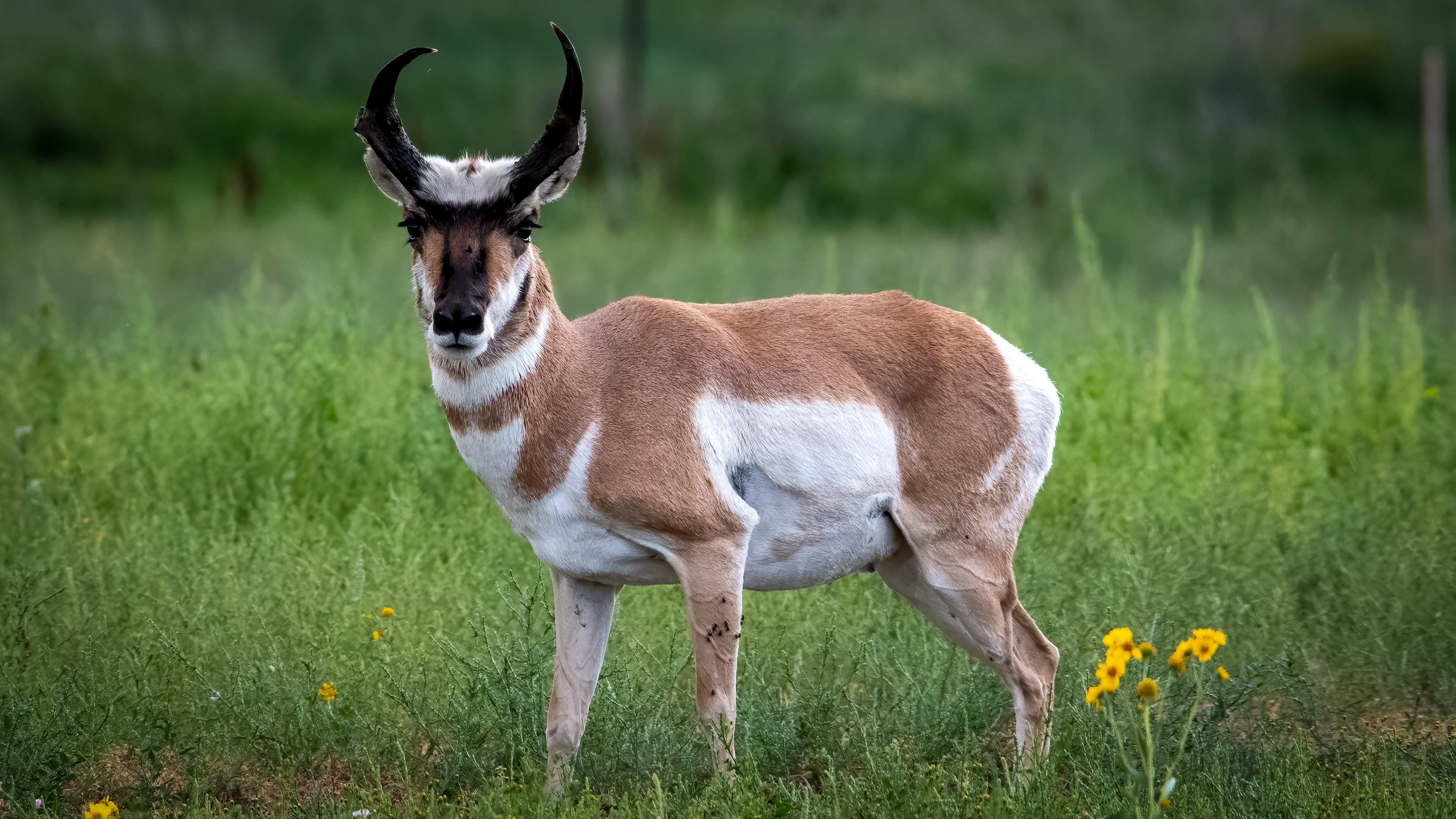 Pronghorn