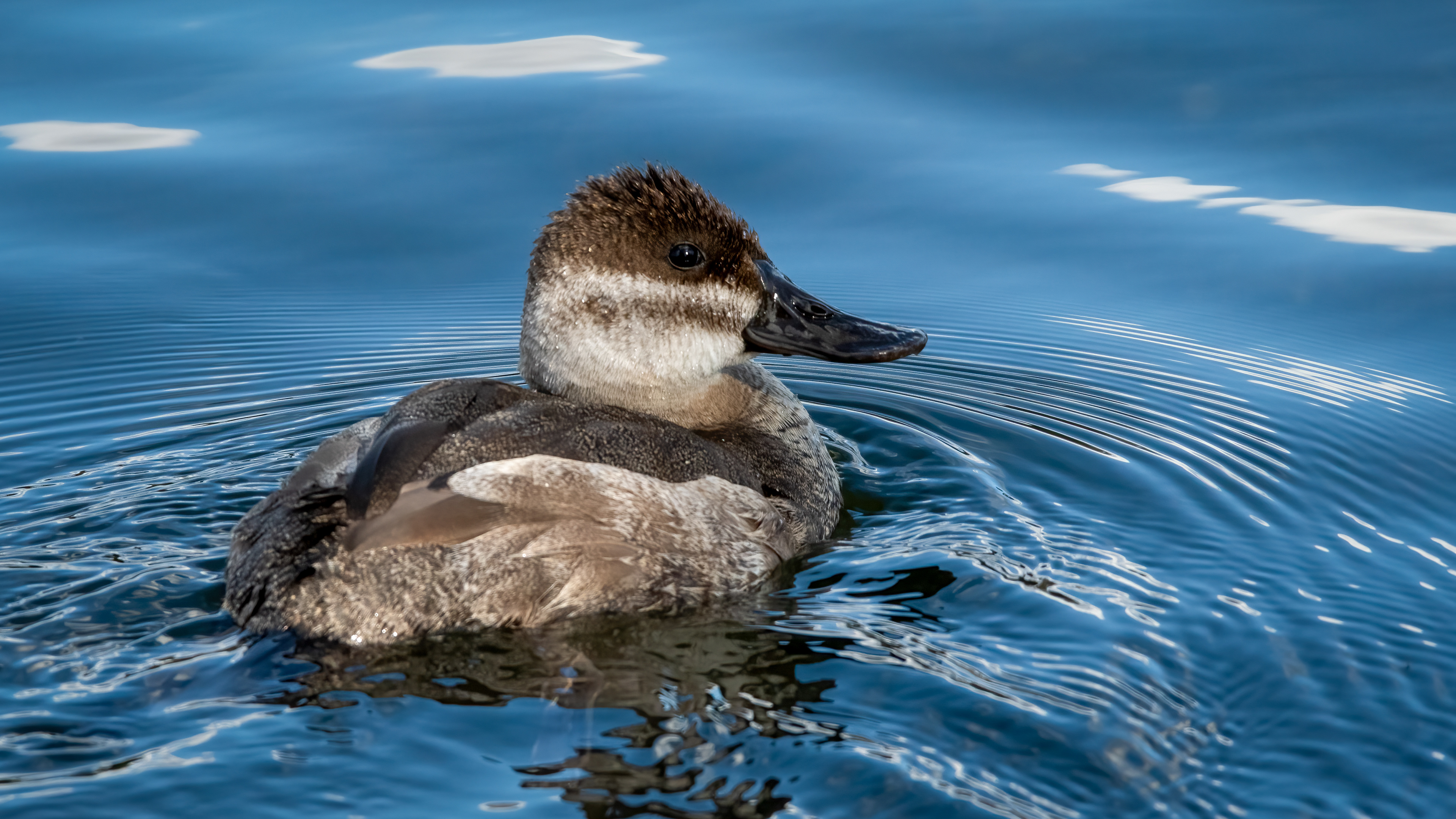 Ruddy Duck