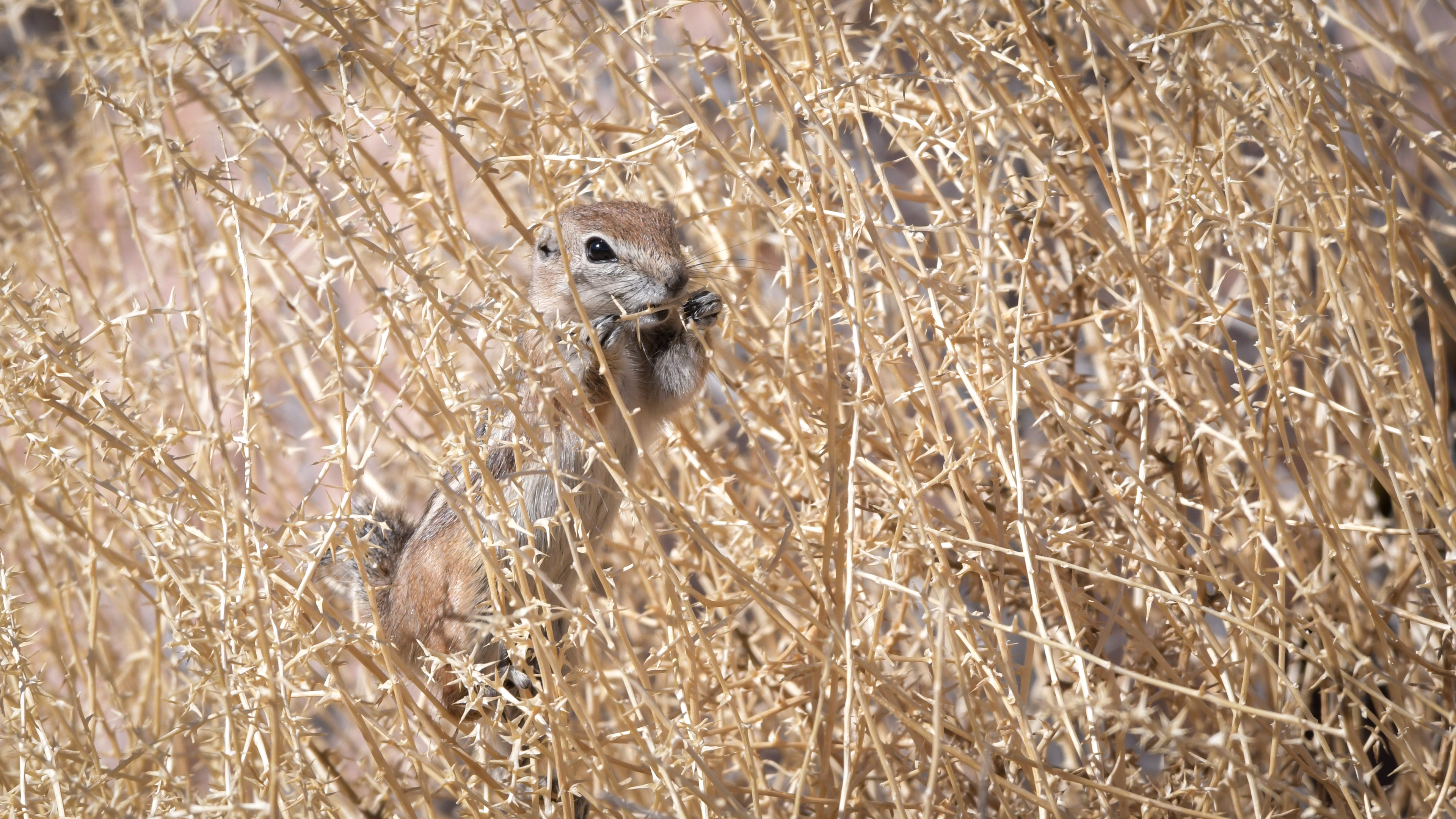 White Tailed Antelope Squirrel