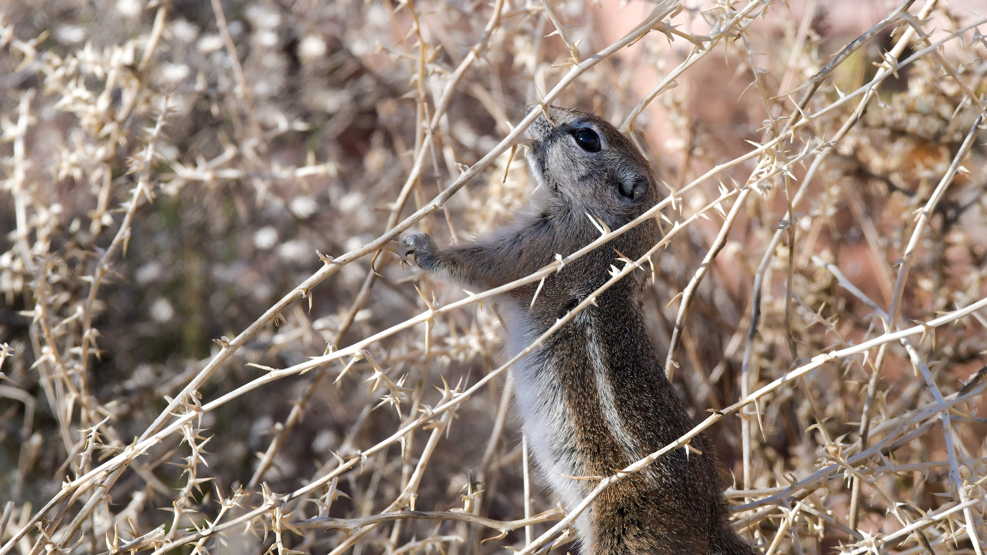 White Tailed Antelope Squirrel