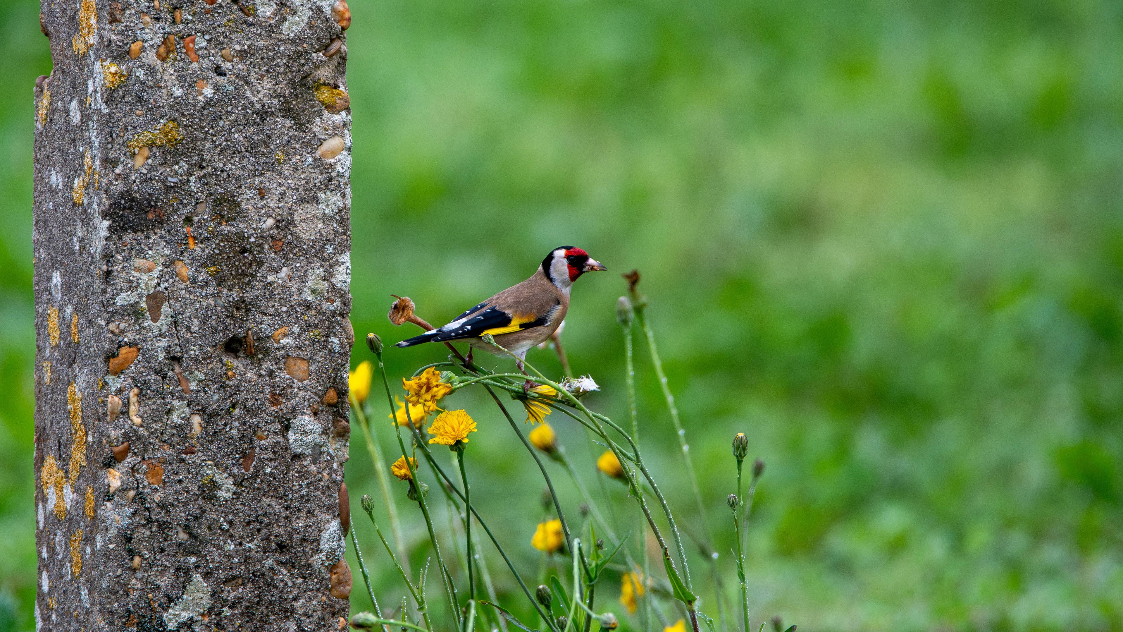 European Goldfinch