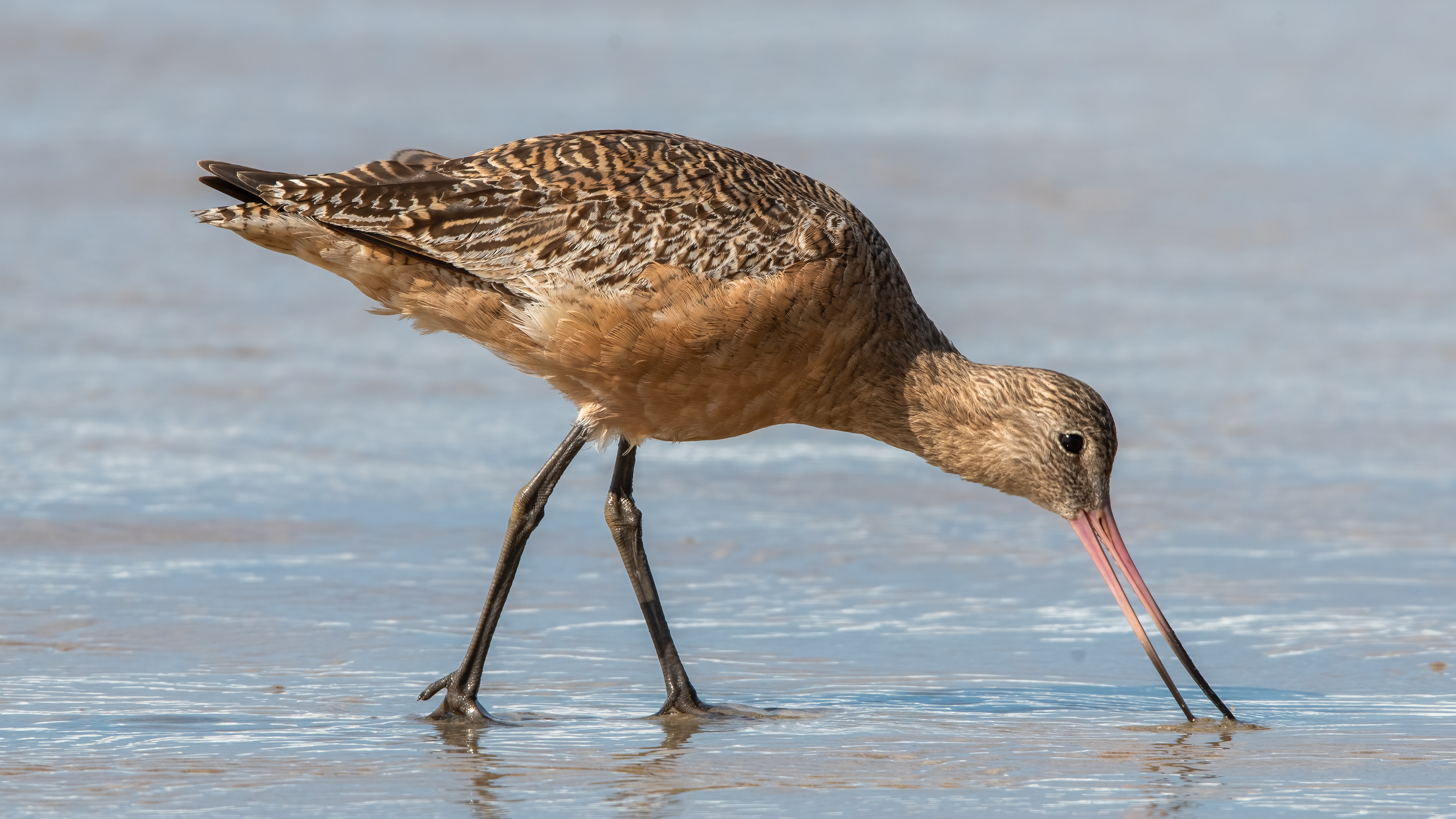 Marbled Godwit
